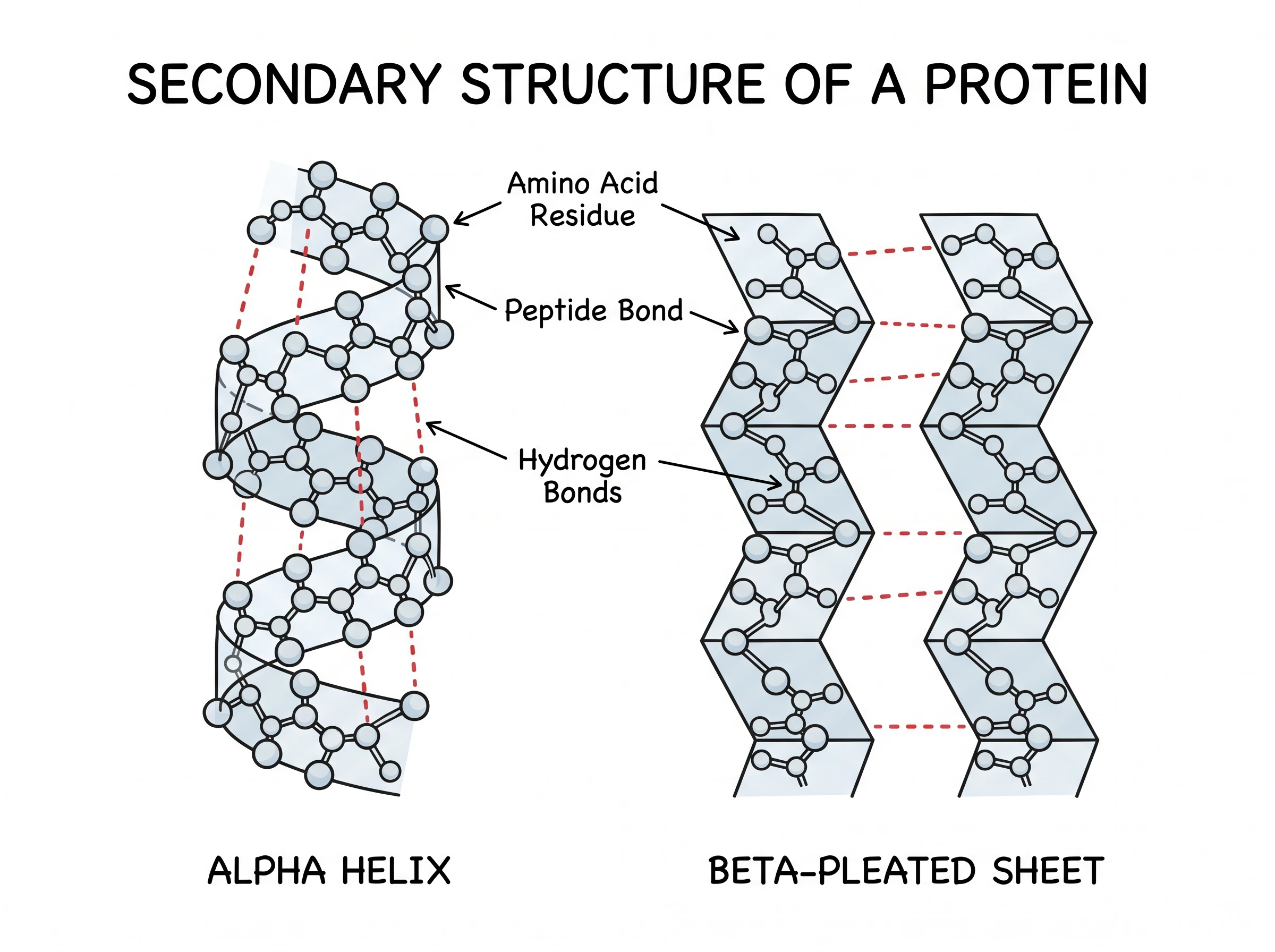 Secondary protein structure showing an alpha helix and a beta-pleated sheet held by hydrogen bonds