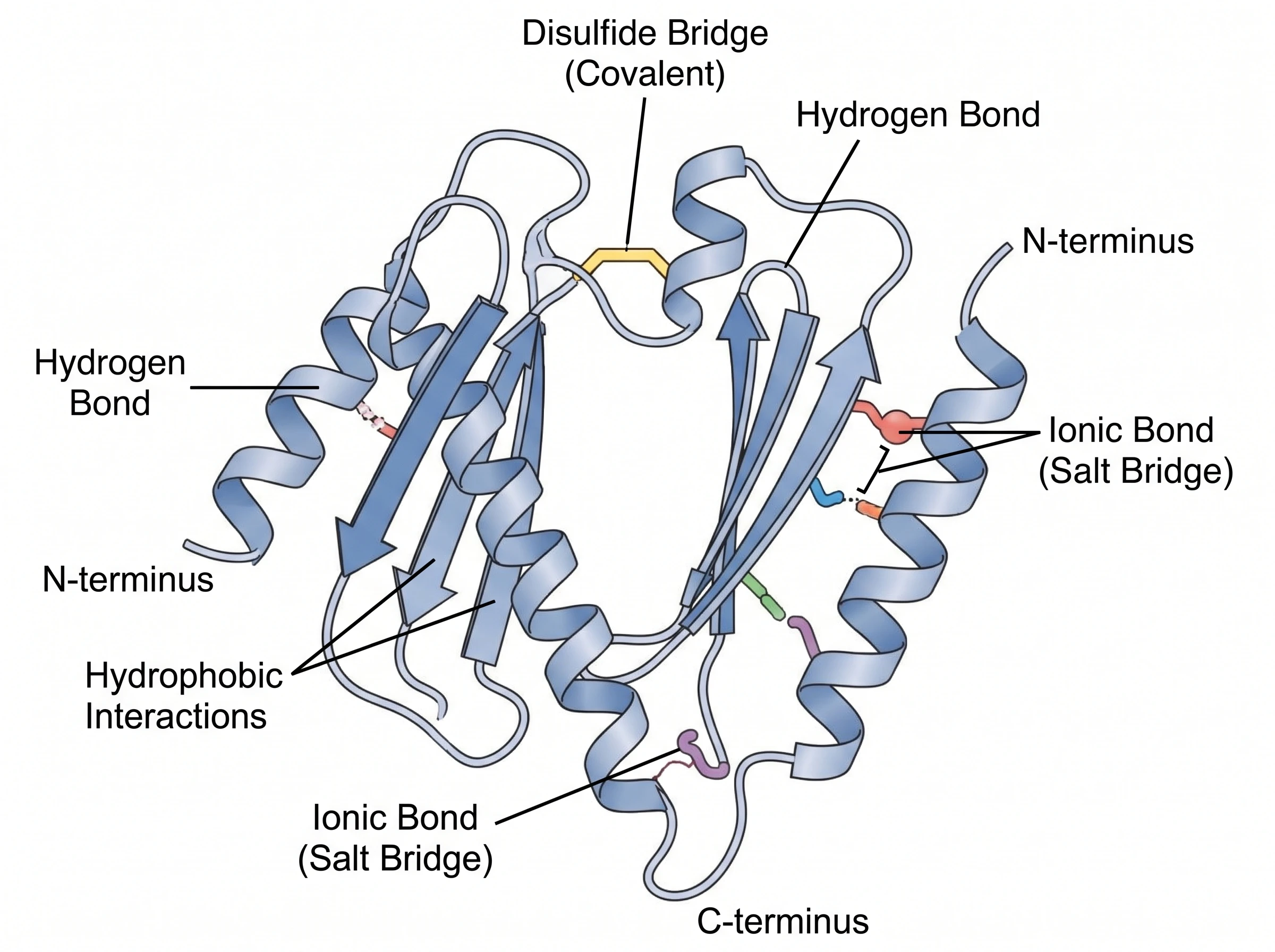 Tertiary protein structure showing a single polypeptide folded into a 3D shape with R-group interactions
