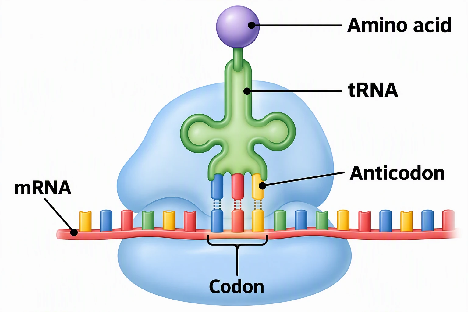 Codon and anticodon close-up labeled Amino acid, tRNA, Anticodon, mRNA, and Codon