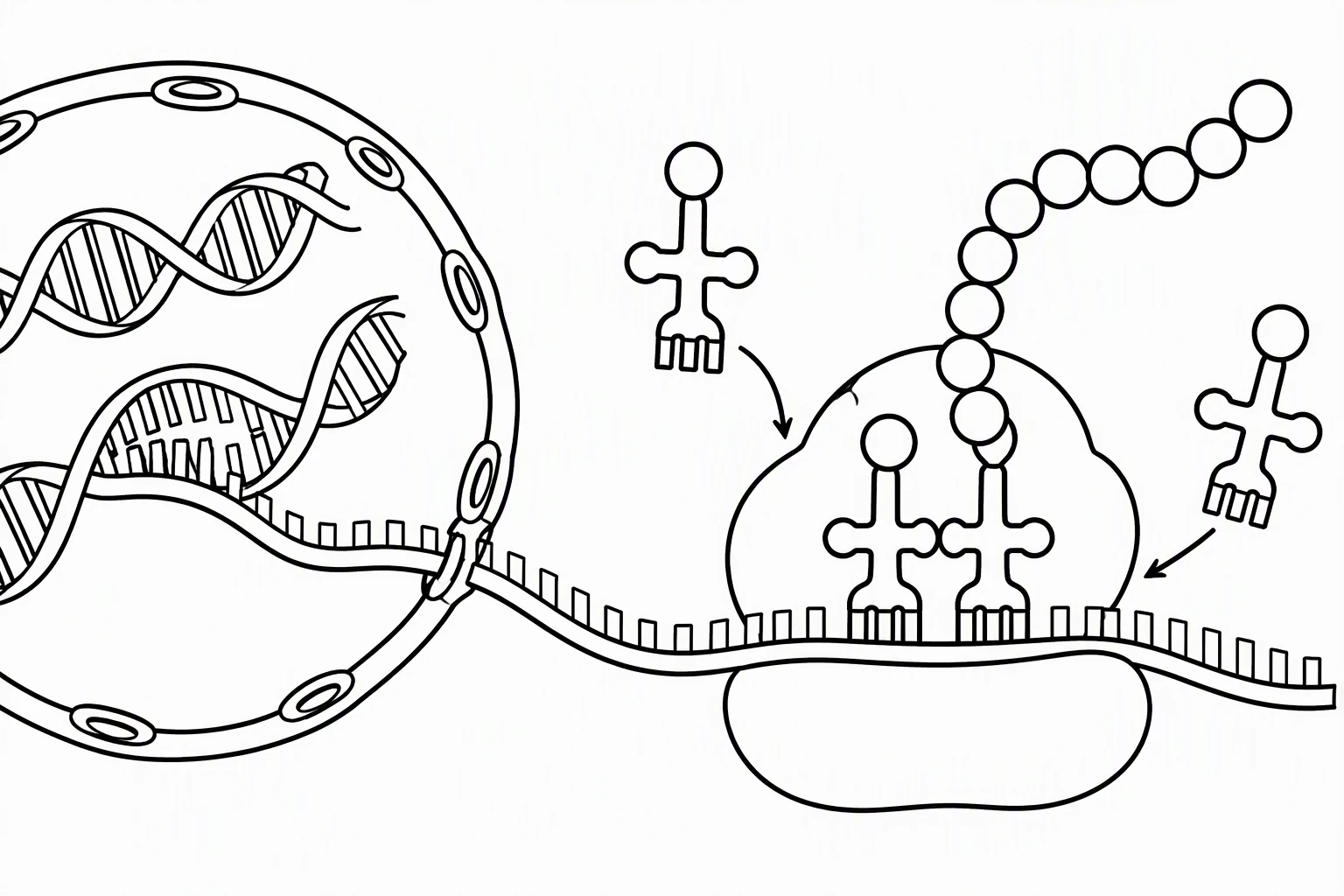 Black-and-white protein synthesis coloring page with outline nucleus, mRNA, and ribosome with tRNAs and chain and no text