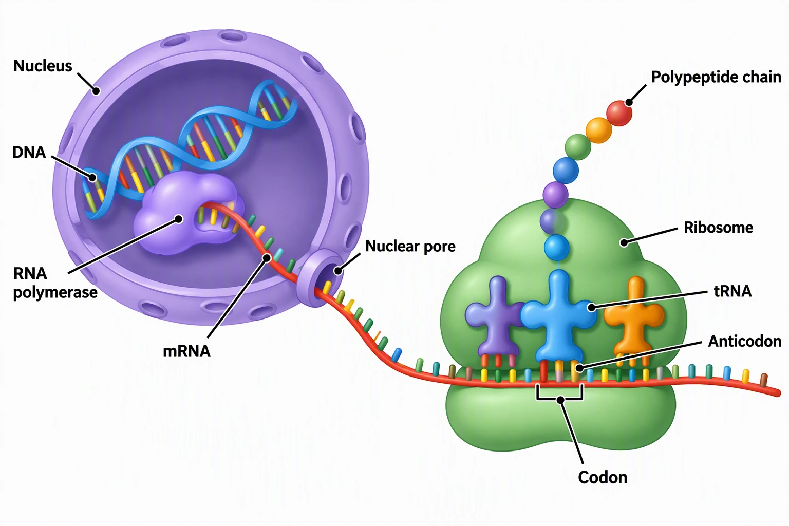Labeled protein synthesis diagram showing Nucleus, DNA, RNA polymerase, mRNA, Nuclear pore, Ribosome, tRNA, Anticodon, Codon, and Polypeptide chain