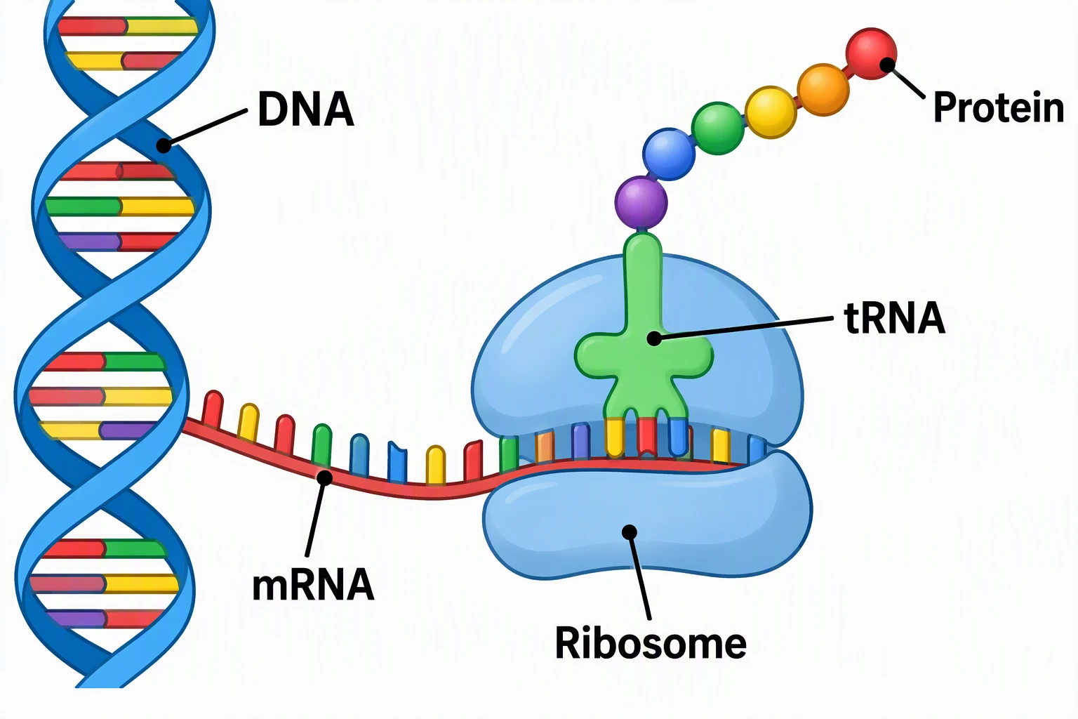 Simple protein synthesis diagram labeled DNA, mRNA, Ribosome, tRNA, and Protein