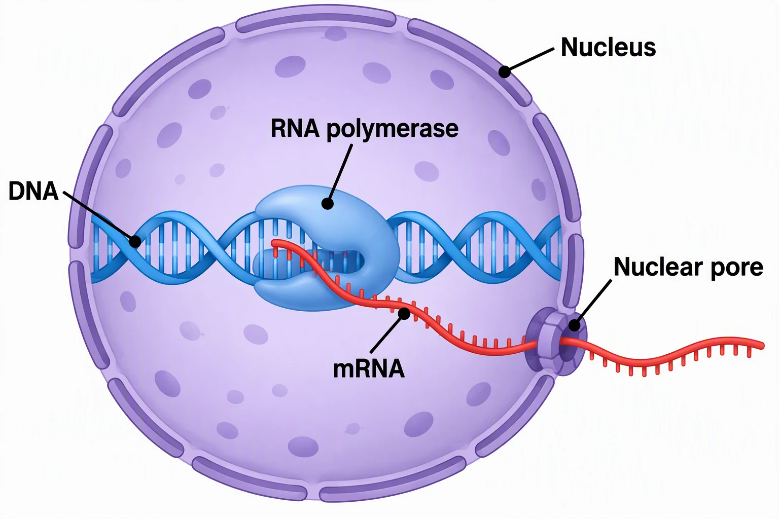 Transcription in the nucleus labeled Nucleus, DNA, RNA polymerase, mRNA, and Nuclear pore