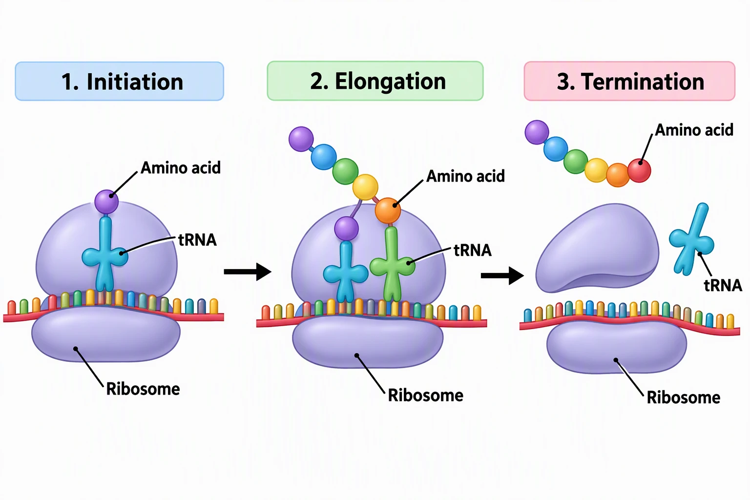 Translation three-stage diagram headed 1. Initiation, 2. Elongation, 3. Termination, each panel labeled Ribosome, tRNA, and Amino acid, with the ribosome subunits separating in Termination