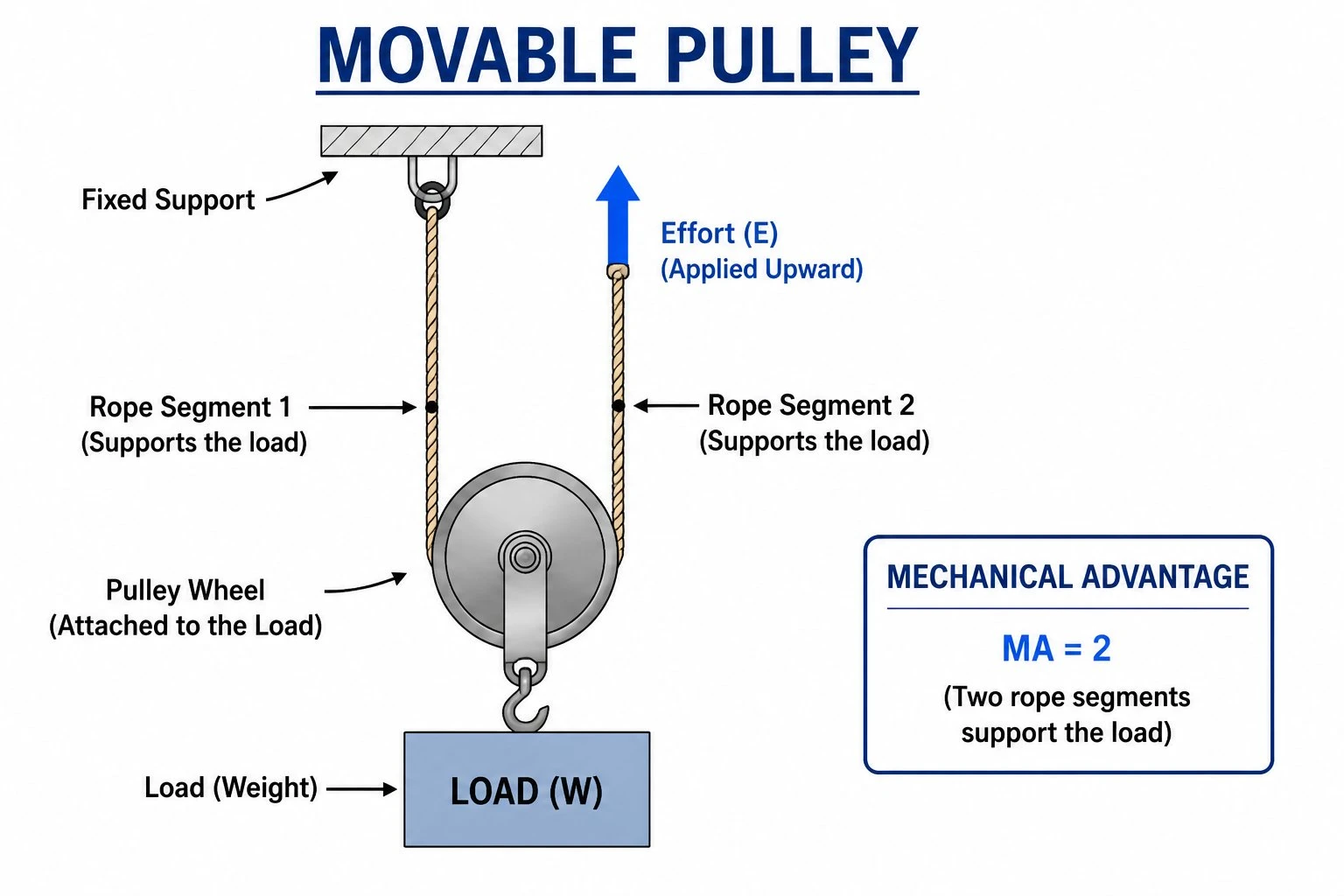 Labeled movable pulley diagram showing the pulley wheel attached to the load, two rope segments supporting the load, and the effort force equal to half the load weight, with mechanical advantage = 2