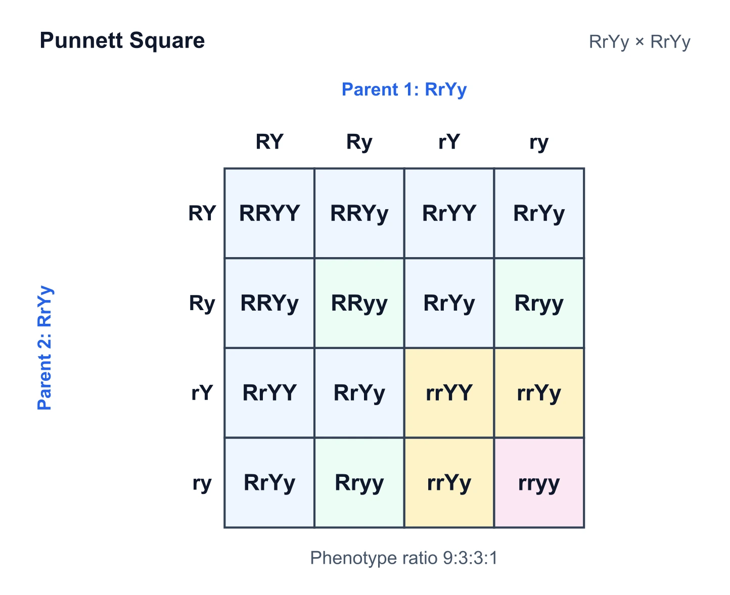 Four-by-four dihybrid Punnett square for RrYy × RrYy showing all sixteen offspring genotypes and the 9:3:3:1 phenotype ratio