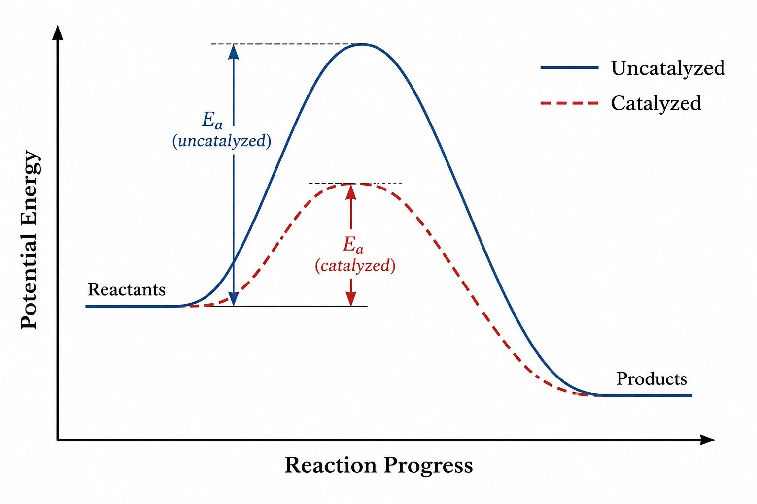 Two energy curves comparing a catalyzed lower-Ea path with the uncatalyzed path
