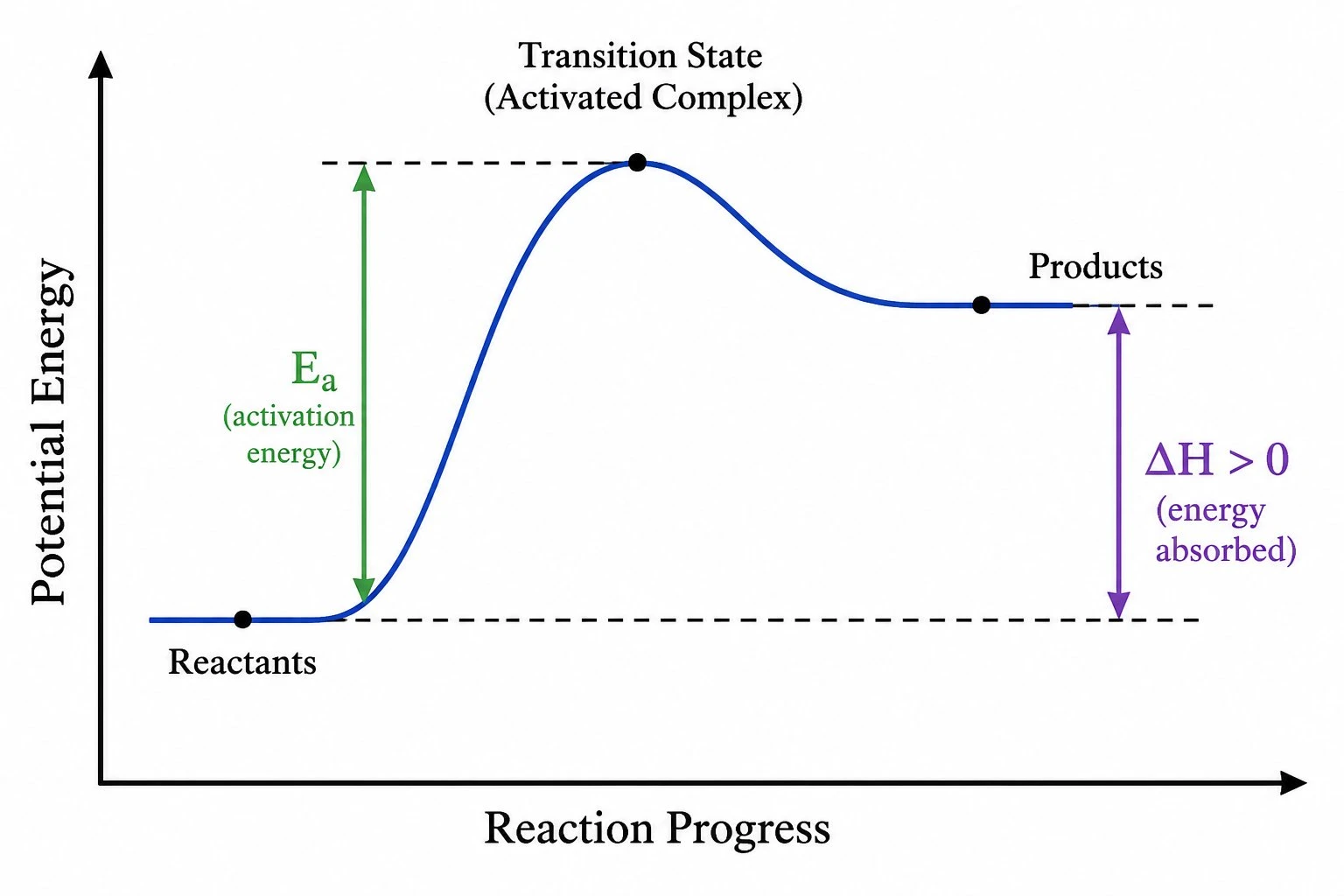 Endothermic reaction profile with products above reactants and positive ΔH