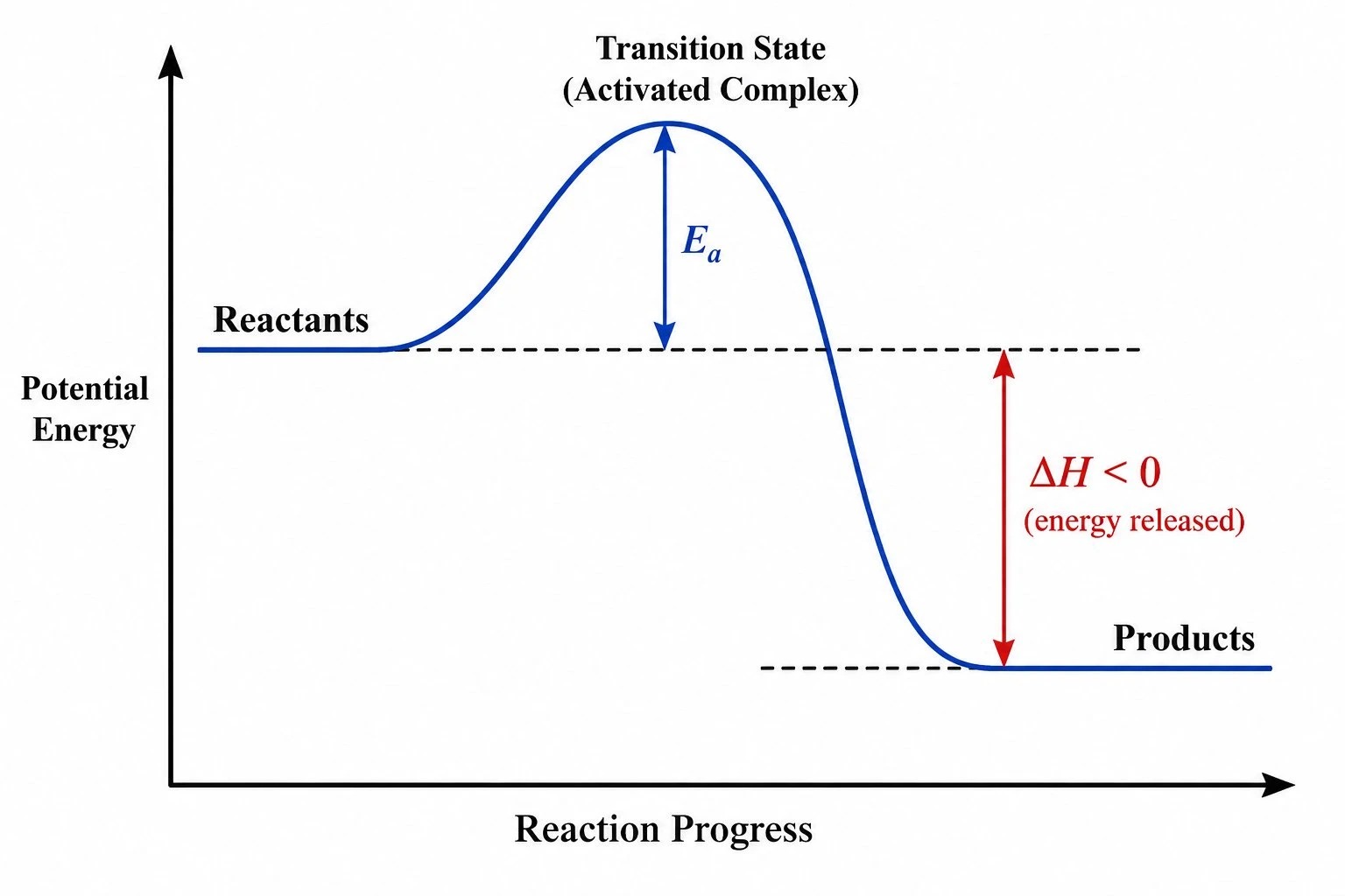 Exothermic reaction profile with products below reactants and negative ΔH