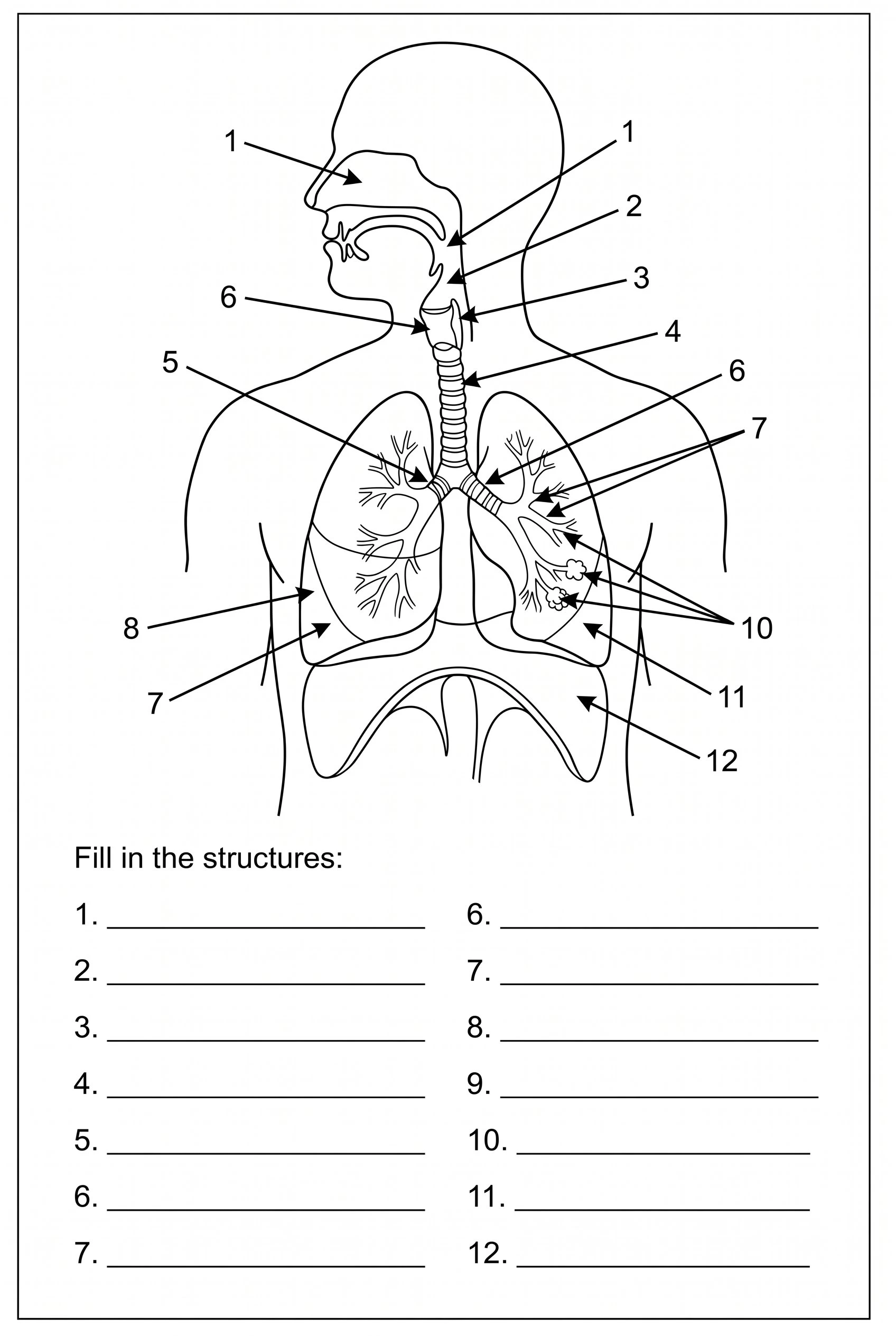 Unlabeled respiratory system diagram with numbered blank lines for students to fill in as a quiz or worksheet