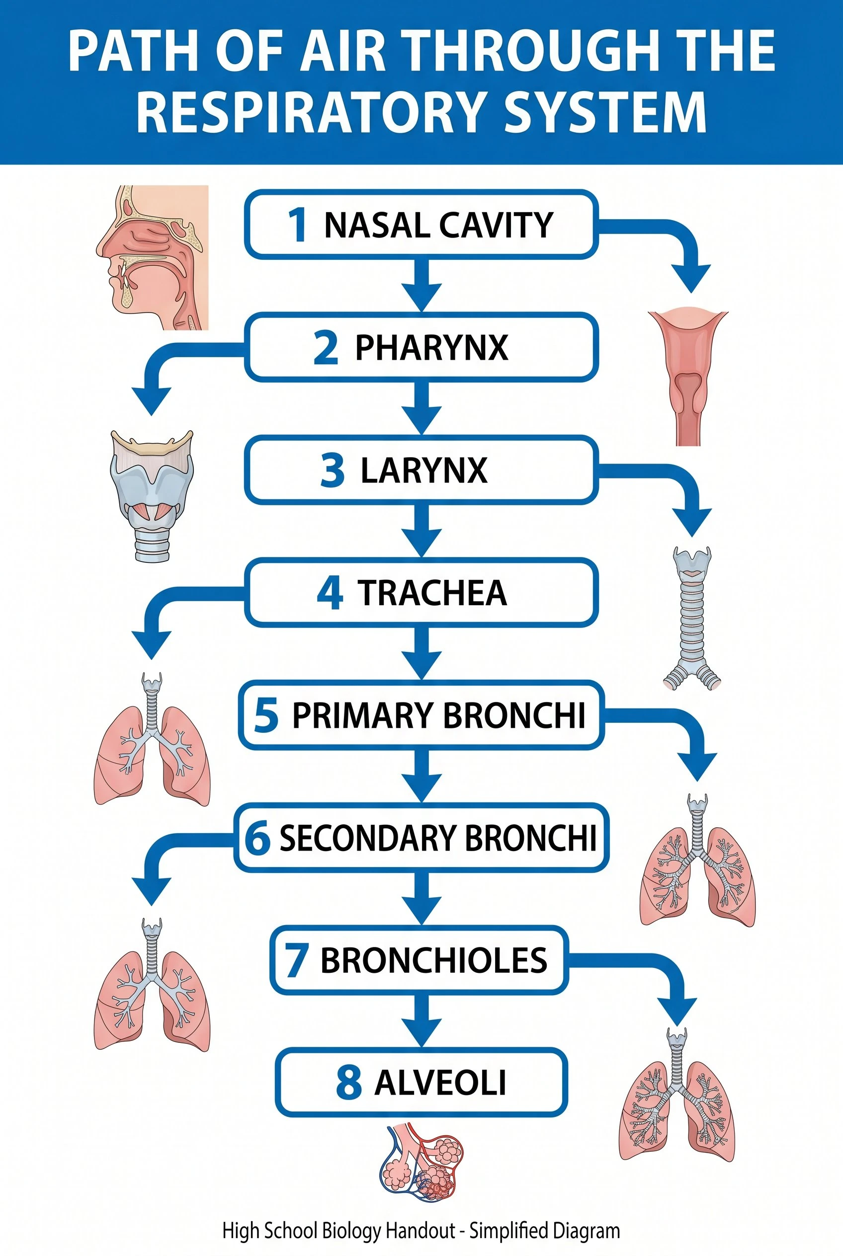 Flowchart diagram showing the path of air from nasal cavity through the pharynx, larynx, trachea, bronchi, and into the alveoli