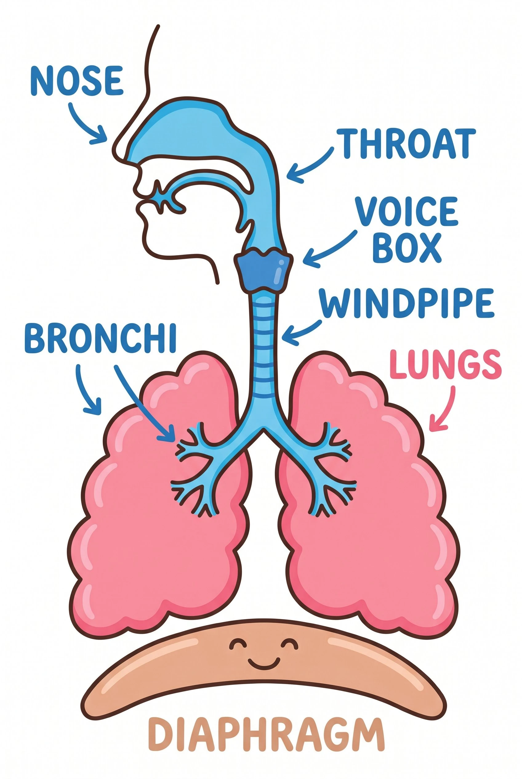 Simple labeled respiratory system diagram for kids showing lungs, trachea, and airways with large clear labels