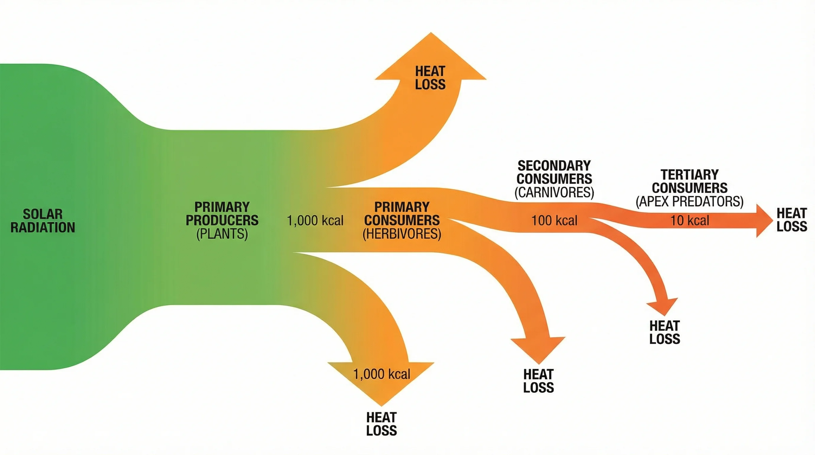 Sankey diagram showing energy flow through trophic levels in an ecosystem from solar radiation to producers, consumers, and decomposers.
