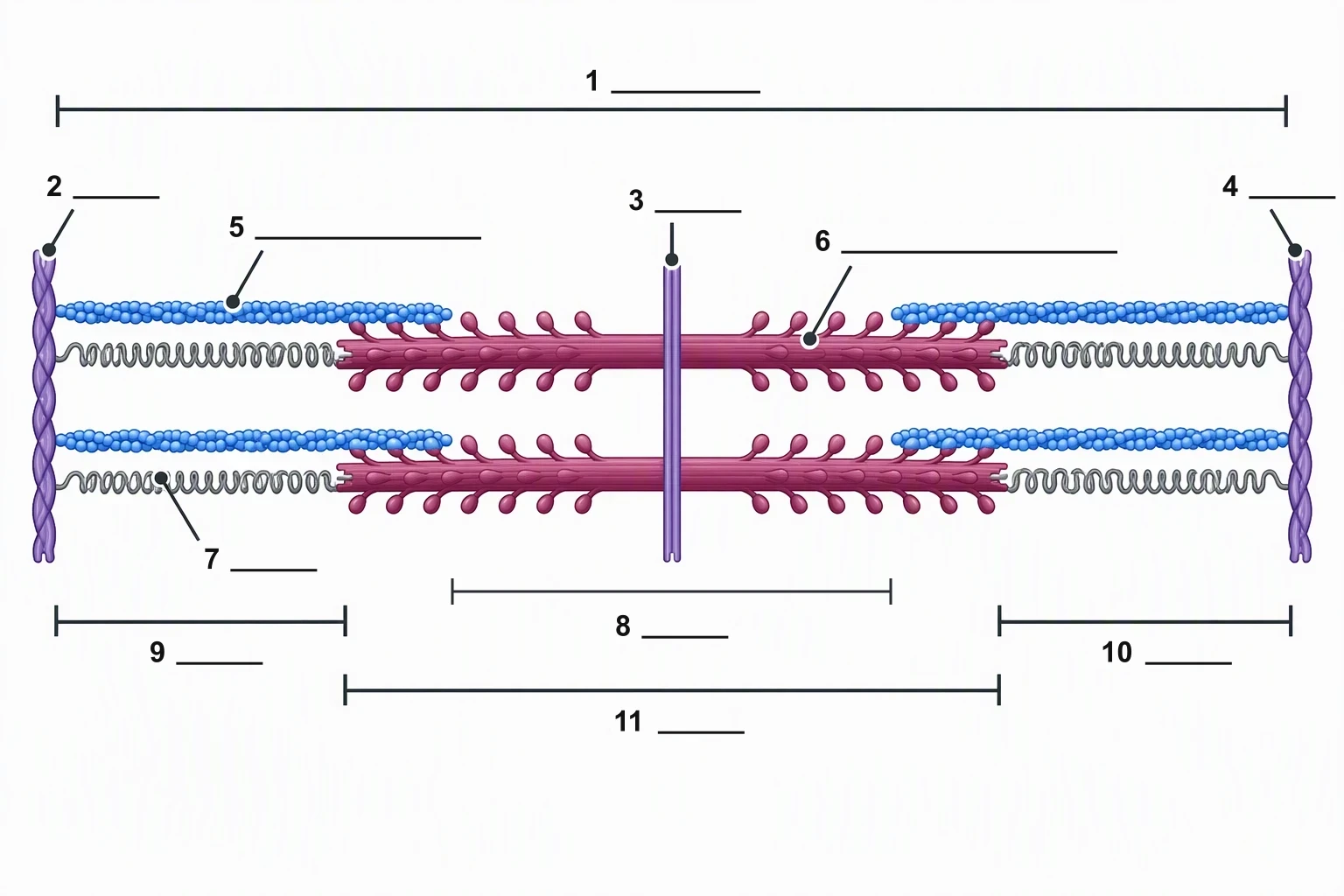Blank sarcomere worksheet with numbers 1 to 11 and blank lines and no word labels