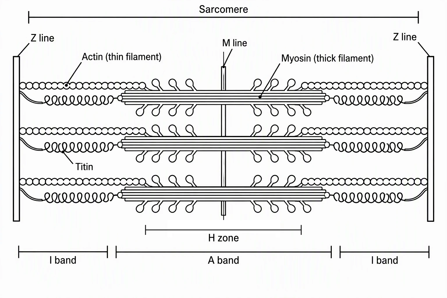 Black-and-white outline sarcomere coloring page labeled Sarcomere, Z line (two), M line, Actin (thin filament), Myosin (thick filament), Titin, H zone, I band (two), and A band
