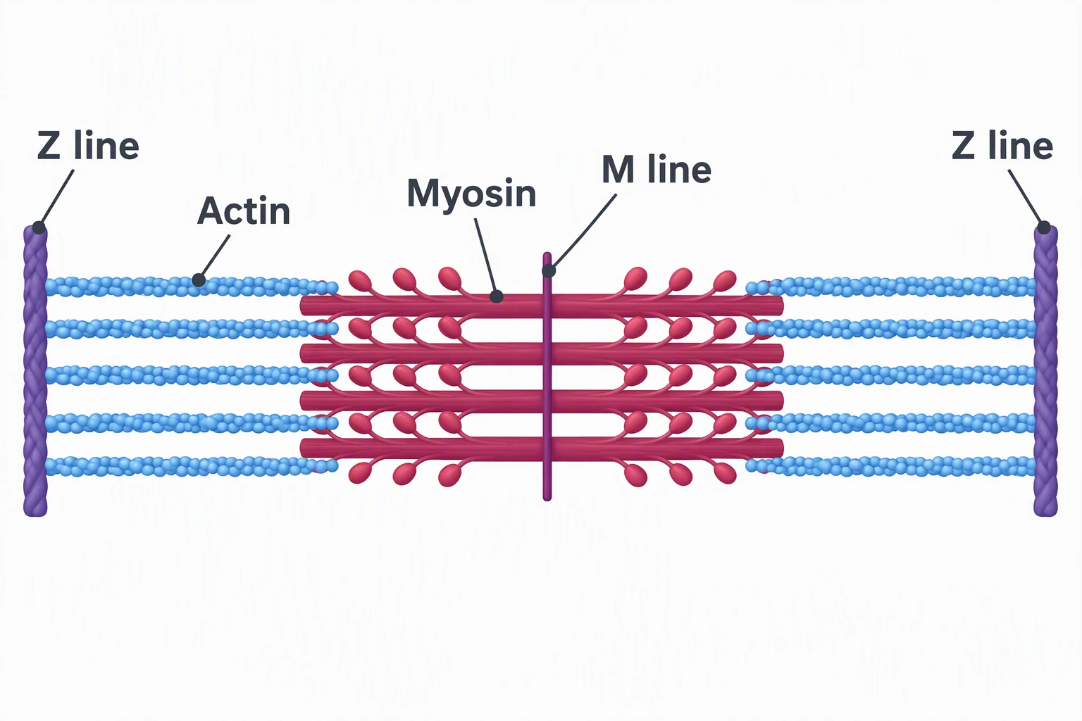 Simple sarcomere diagram labeled Z line (two), Actin, Myosin, and M line