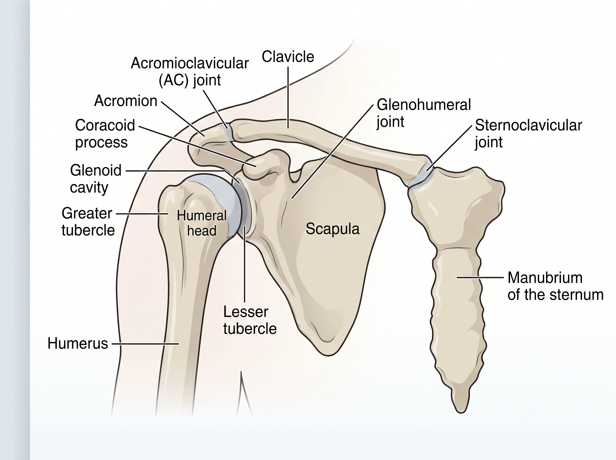 Labeled front view of the right shoulder bones: clavicle, scapula, acromion, coracoid process, glenoid cavity, humerus, acromioclavicular and sternoclavicular joints