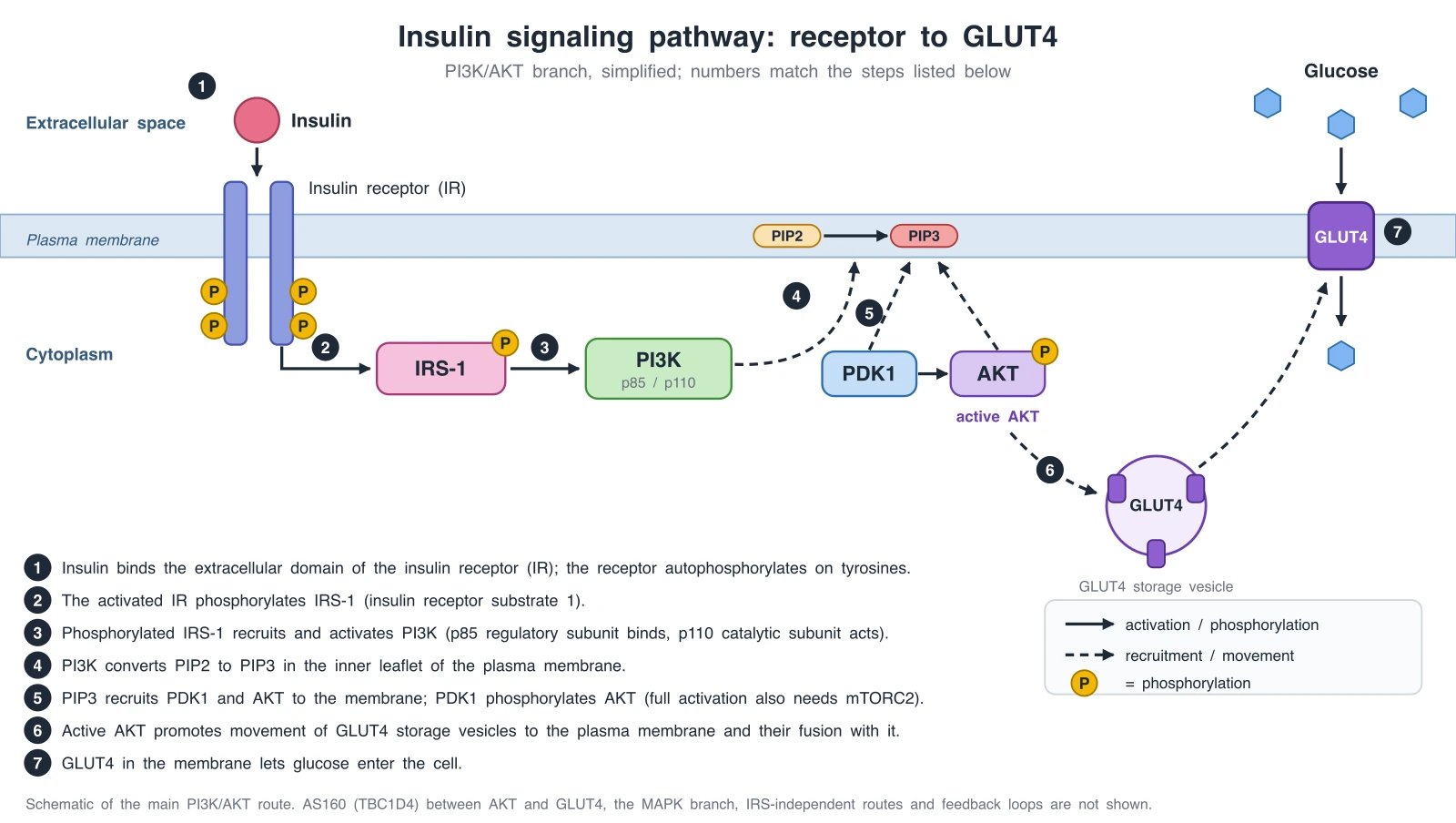 Exact diagram of the insulin signaling pathway: insulin binds the insulin receptor, IRS-1, PI3K, PIP2 to PIP3, PDK1 and AKT, GLUT4 vesicle fusion with the plasma membrane and glucose uptake