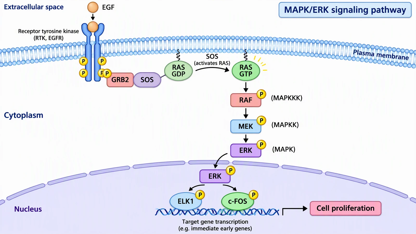 AI-generated MAPK ERK cascade with RTK, GRB2, SOS, RAS, RAF, MEK, ERK, ELK1 and c-FOS across membrane, cytoplasm and nucleus