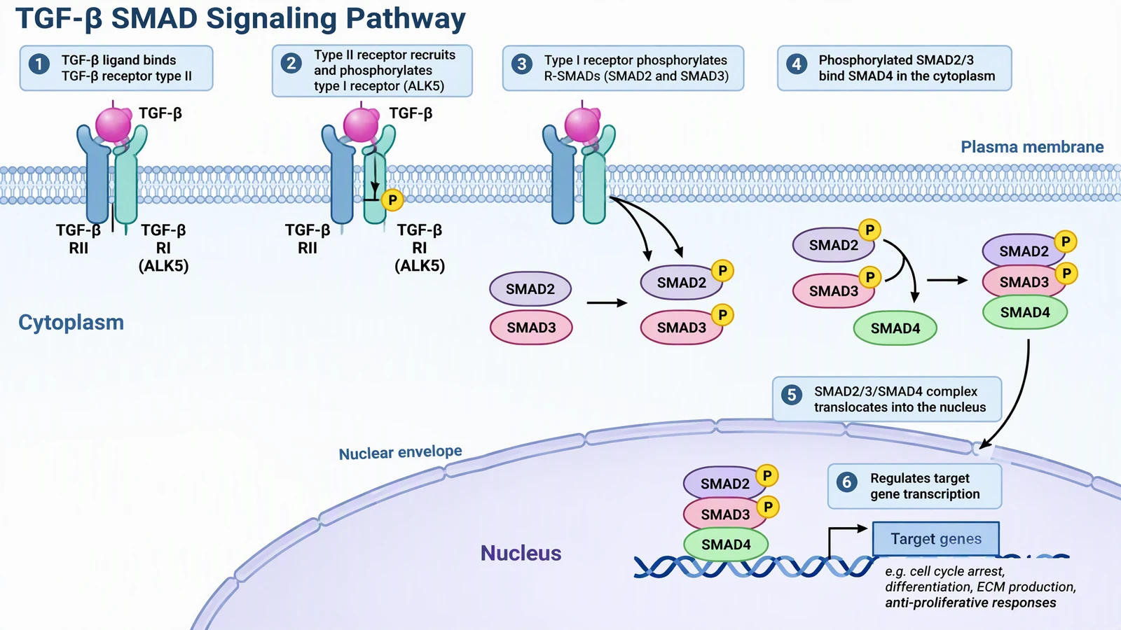 AI-generated TGF-beta SMAD pathway with receptors, SMAD2, SMAD3, SMAD4, nuclear envelope and target genes
