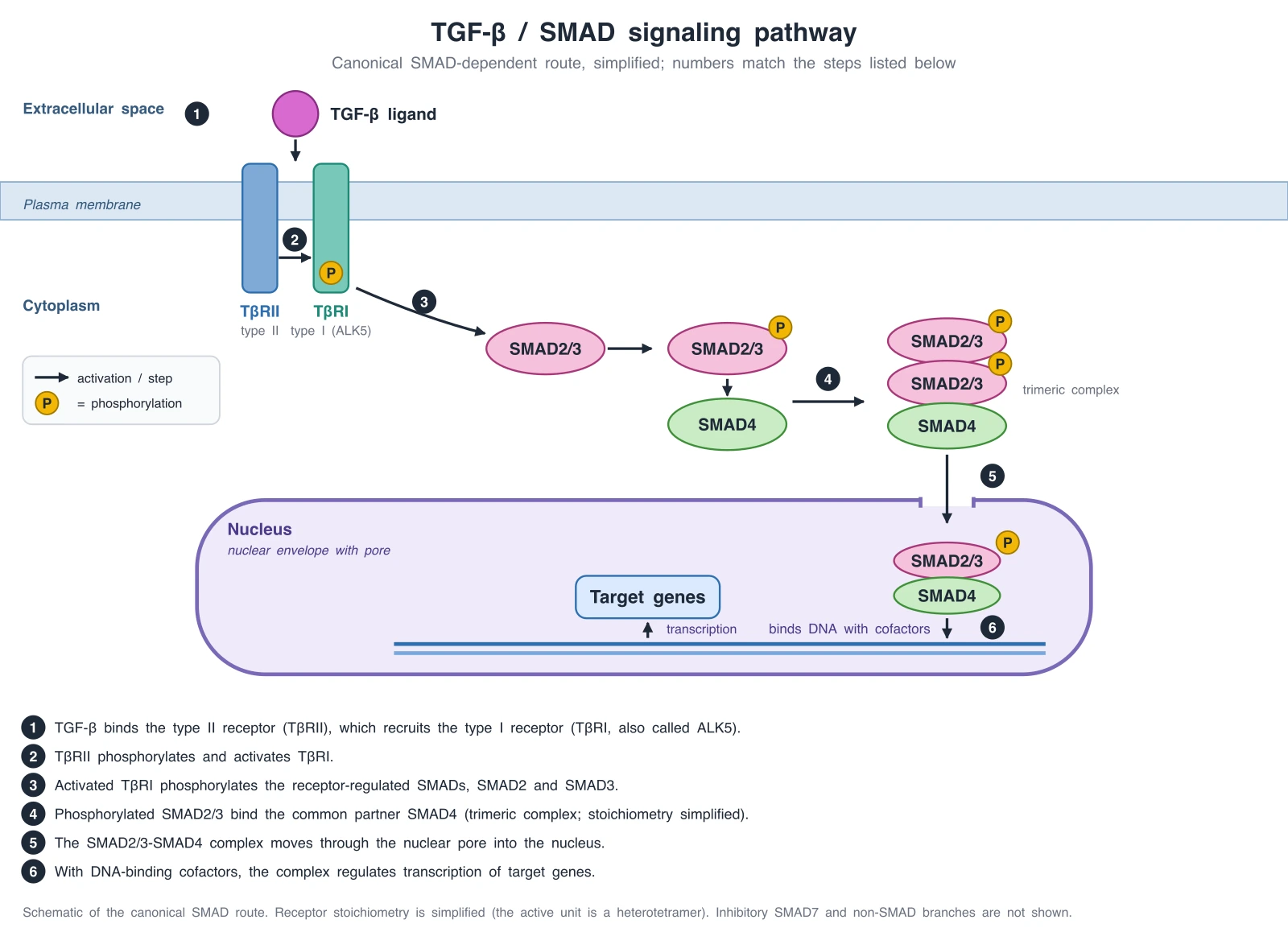 Exact diagram of TGF-beta SMAD signaling: ligand, type II and type I receptors, phosphorylated SMAD2 and SMAD3, SMAD4 complex, nuclear pore and target gene transcription