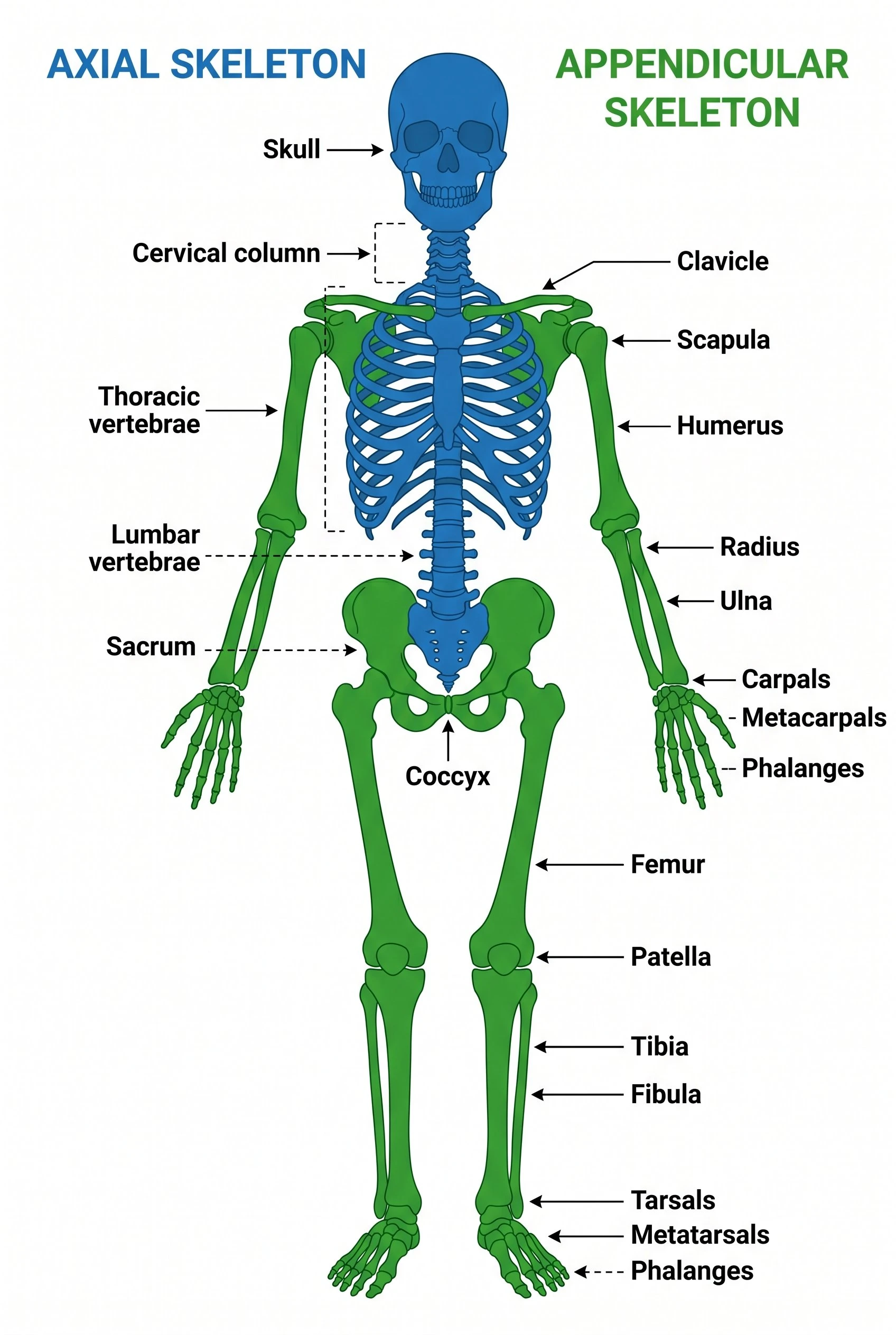 Color-coded diagram comparing the axial skeleton (skull, spine, rib cage) in blue and appendicular skeleton (limbs, shoulder girdle, pelvic girdle) in green
