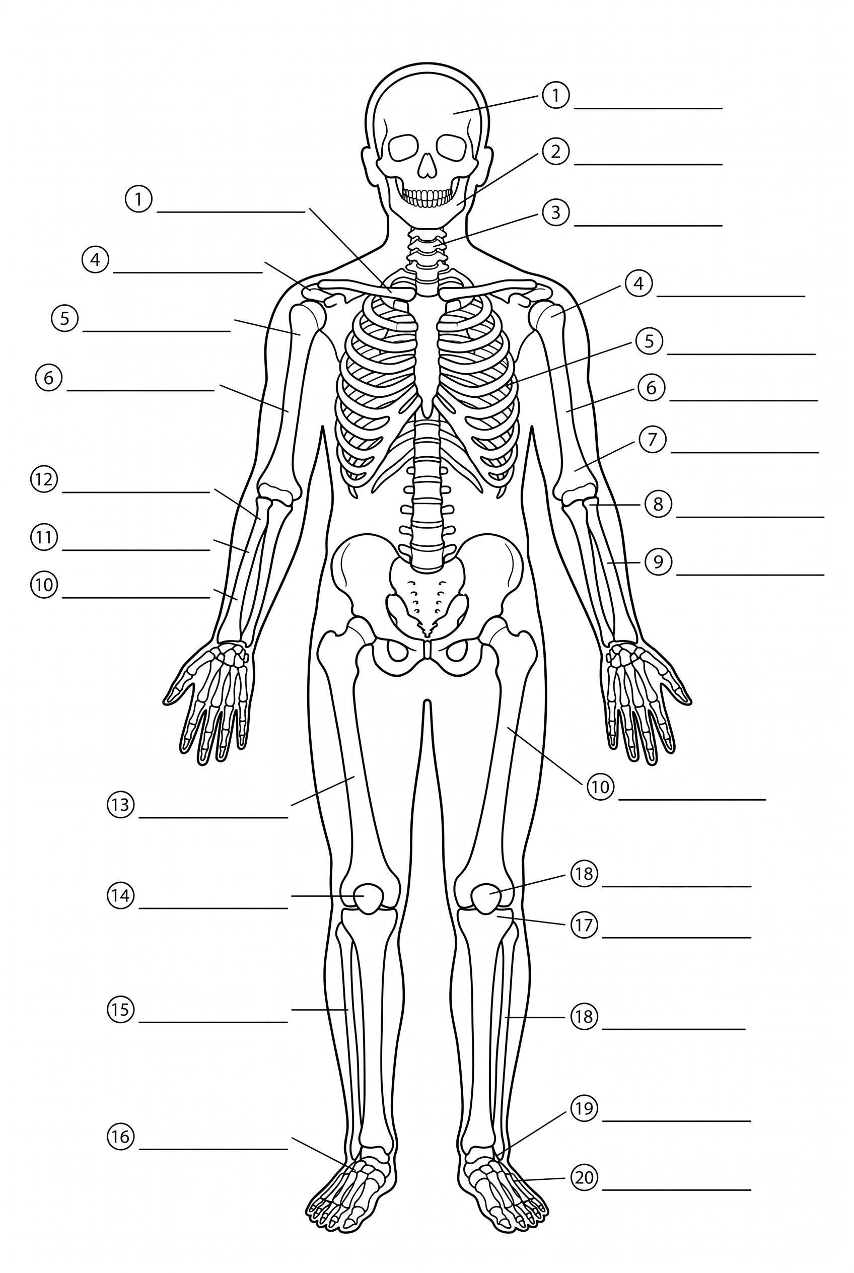 Blank unlabeled human skeleton worksheet with numbered blank lines pointing to major bones, black and white line art suitable for printing