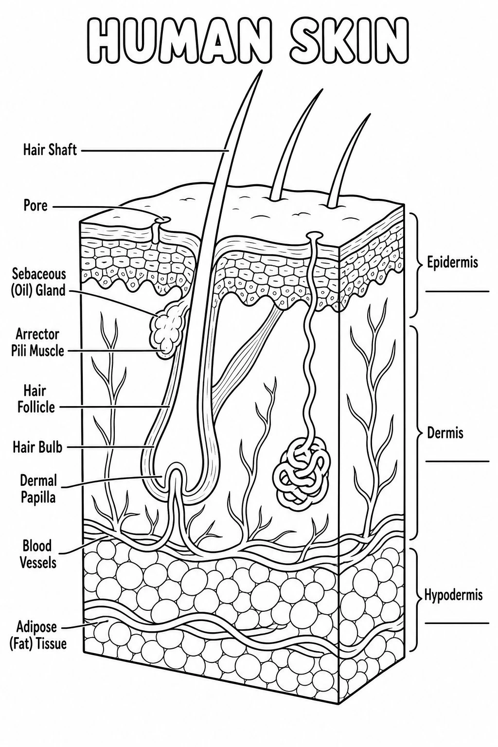 Black-and-white skin cross-section coloring page with thick outlines and blank label lines