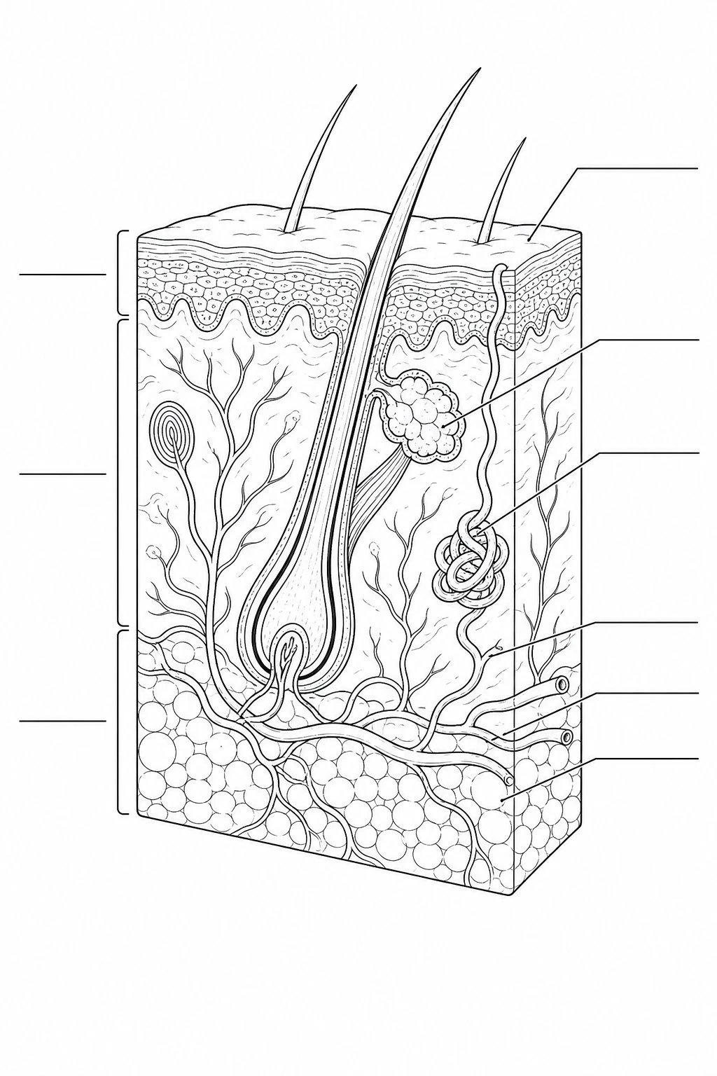 Unlabeled skin layers diagram with empty callout lines for students to fill in the parts of the skin