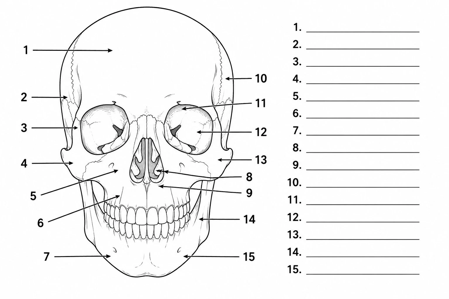 Blank unlabeled skull worksheet in anterior view with numbered blank lines pointing to major cranial and facial bones, black and white line art for printing