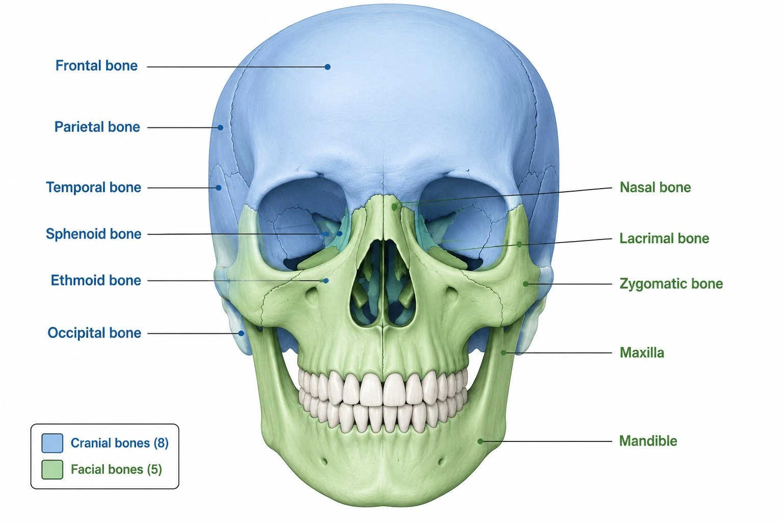 Color-coded diagram of the human skull comparing the eight cranial bones highlighted in blue and the fourteen facial bones highlighted in green