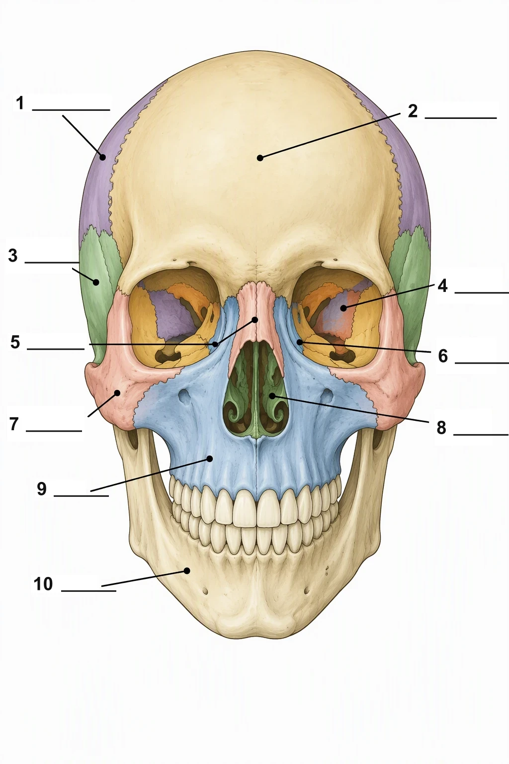 Blank anterior skull worksheet with numbers 1 to 10 and blank lines and no word labels