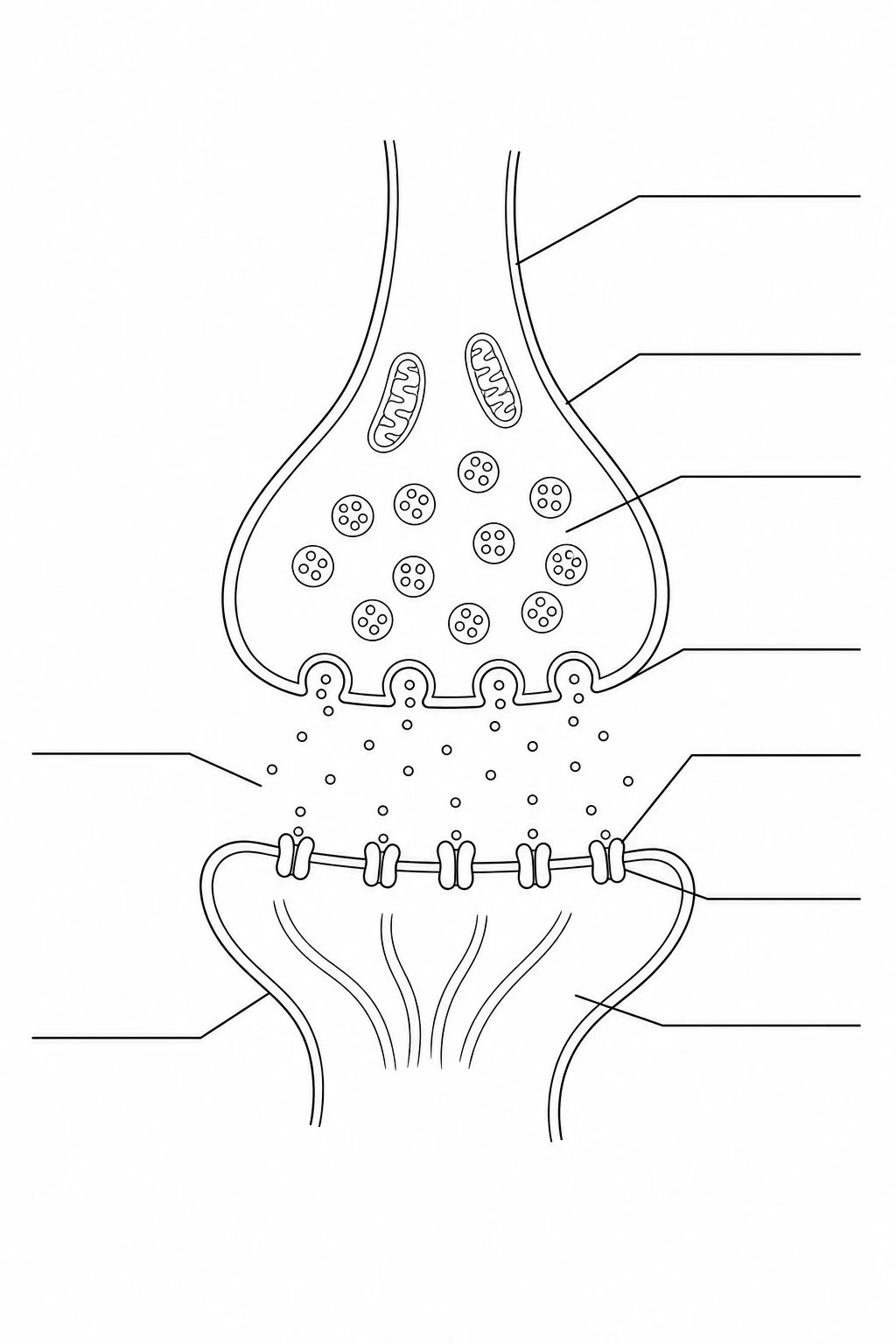 Unlabeled synapse diagram with empty callout lines for students to fill in the parts