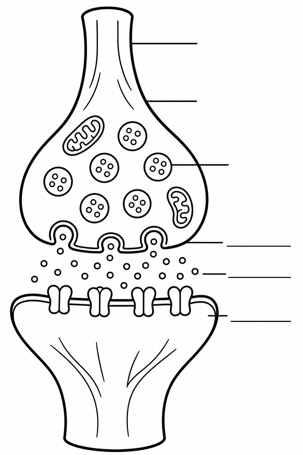 Black-and-white synapse coloring page with thick outlines and blank label lines