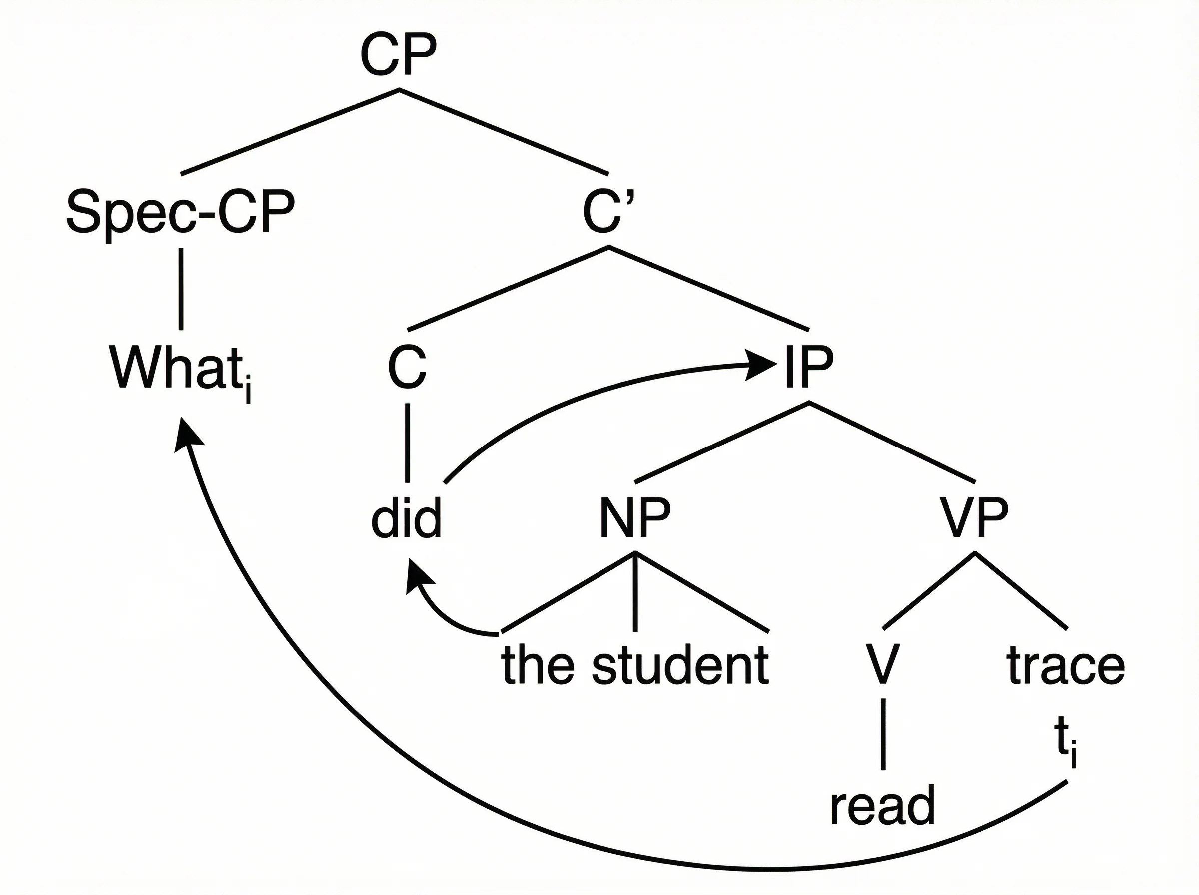 Syntactic tree diagram showing wh-movement and subject-auxiliary inversion in the question What did the student read.