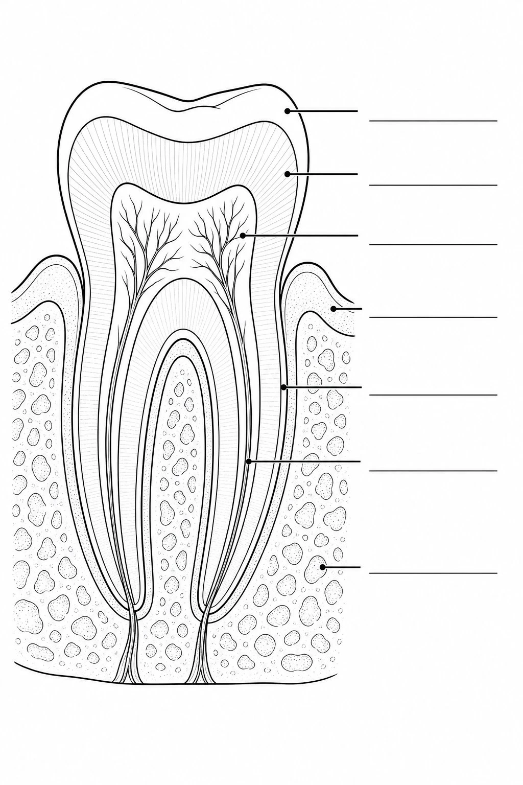 Unlabeled tooth cross-section diagram with empty callout lines for students to fill in the parts