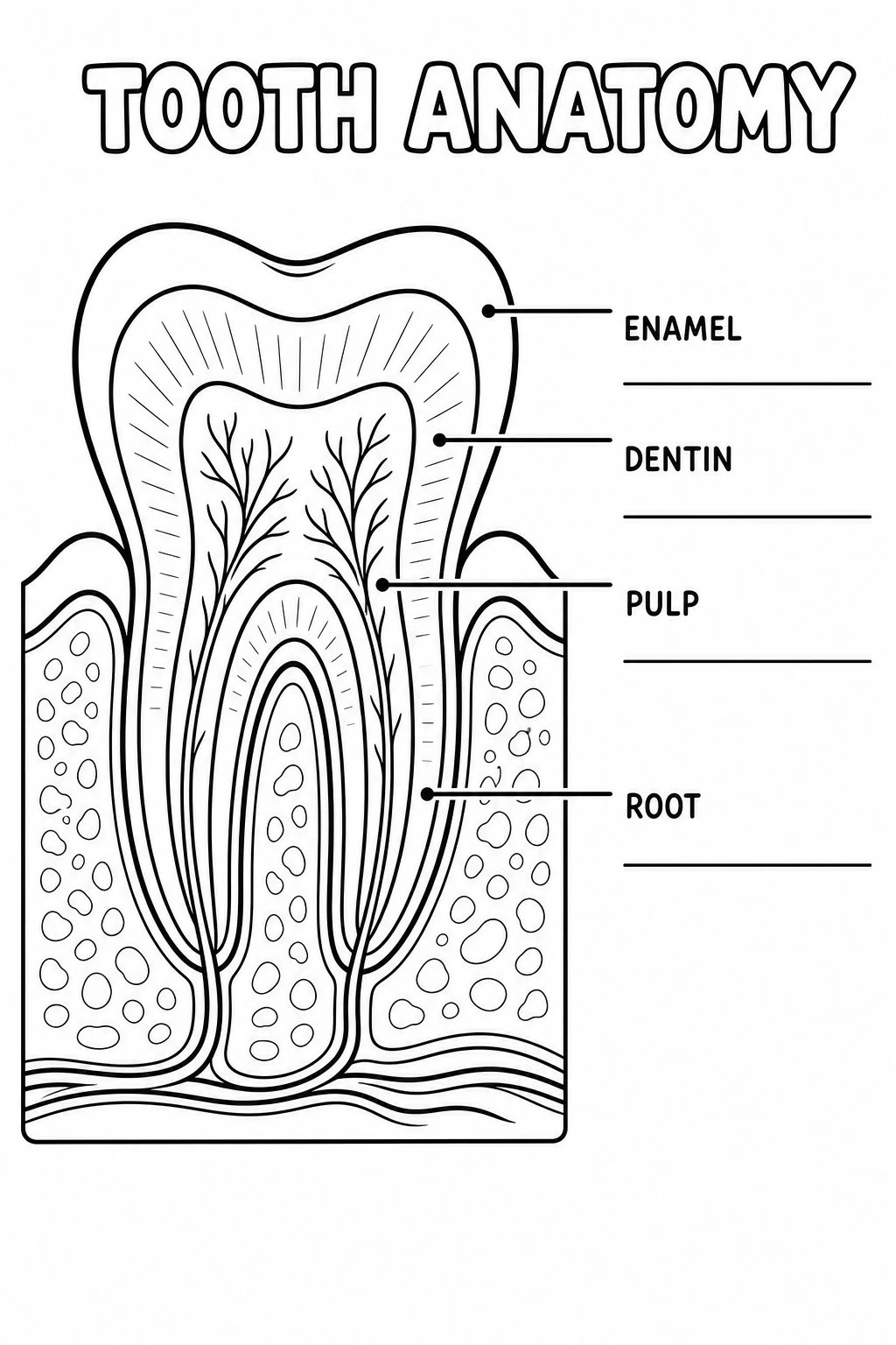 Black-and-white tooth anatomy coloring page with thick outlines and blank label lines