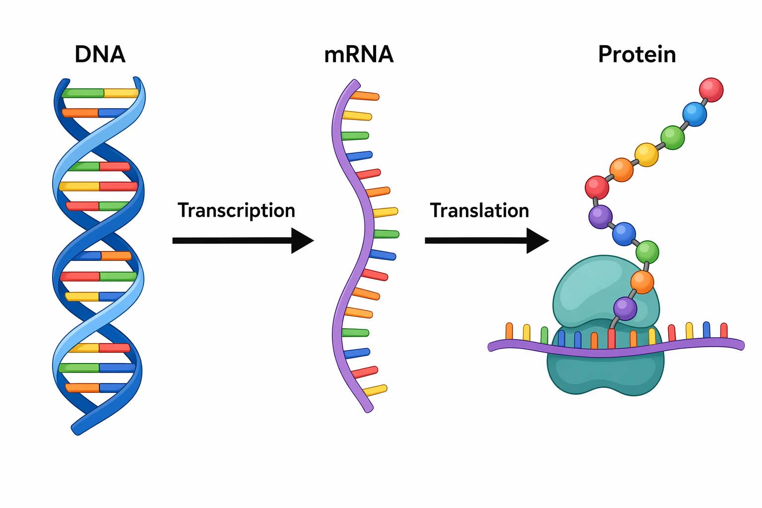 Central dogma diagram showing DNA transcribed to mRNA and translated to protein, with transcription and translation labeled