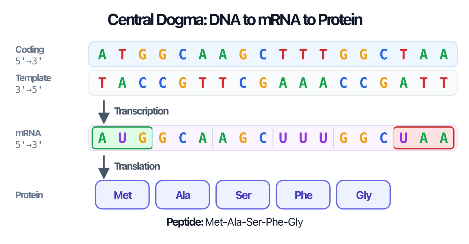 Sequence-accurate transcription and translation strip with coding strand, template strand, mRNA codons, and amino acids