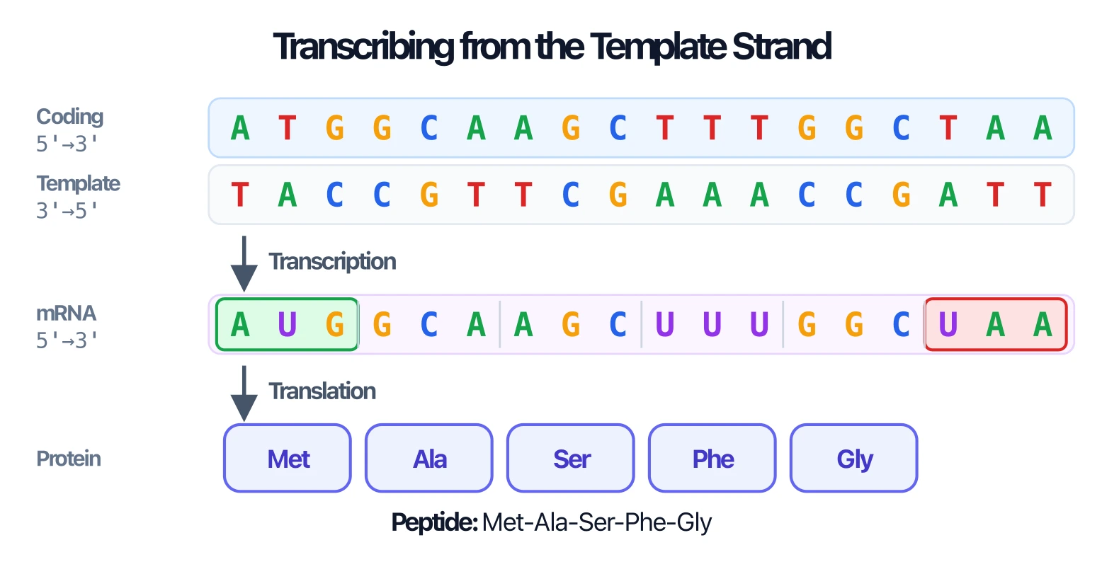 Sequence diagram transcribing from the DNA template strand, showing the resulting coding strand, mRNA, and peptide