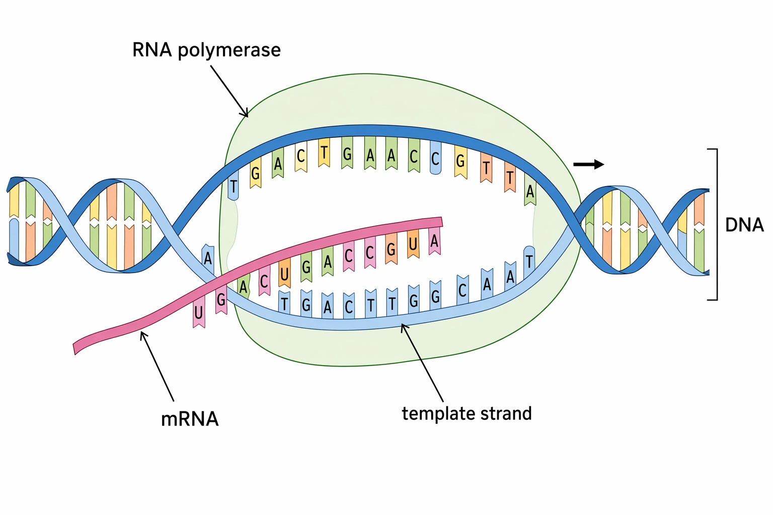 Transcription diagram with RNA polymerase moving along the DNA template strand and synthesizing an mRNA strand