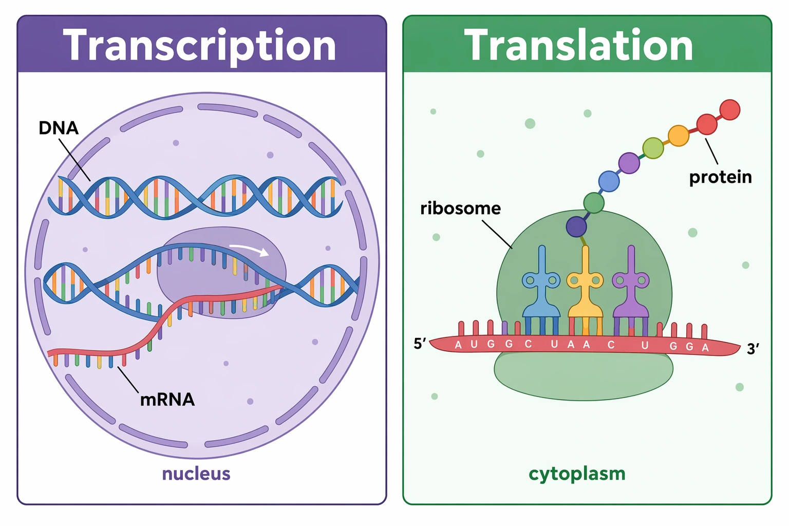 Side-by-side comparison poster of transcription in the nucleus and translation in the cytoplasm, fully labeled