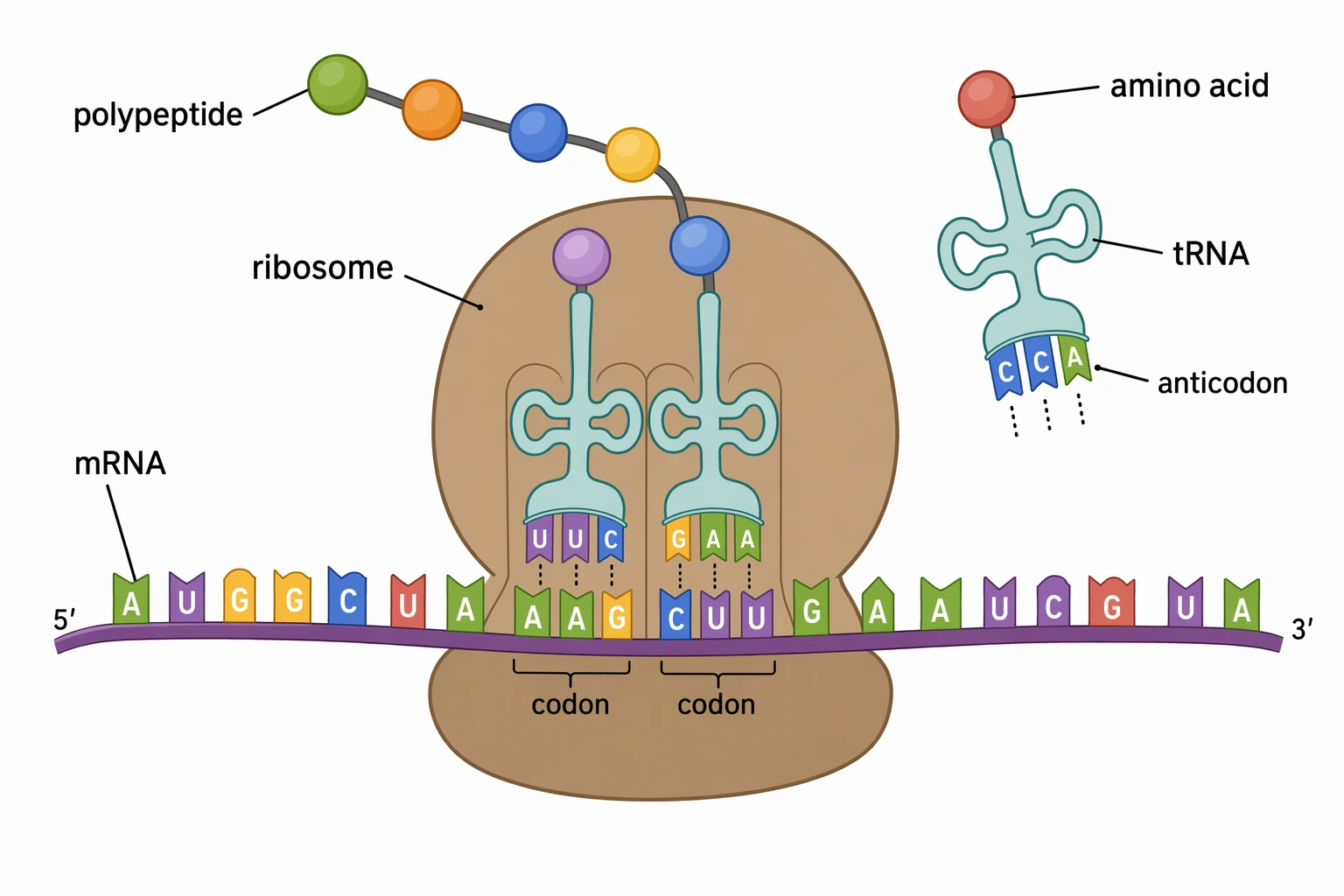 Translation diagram at a ribosome showing mRNA, tRNA, codon and anticodon pairing, and a growing polypeptide chain