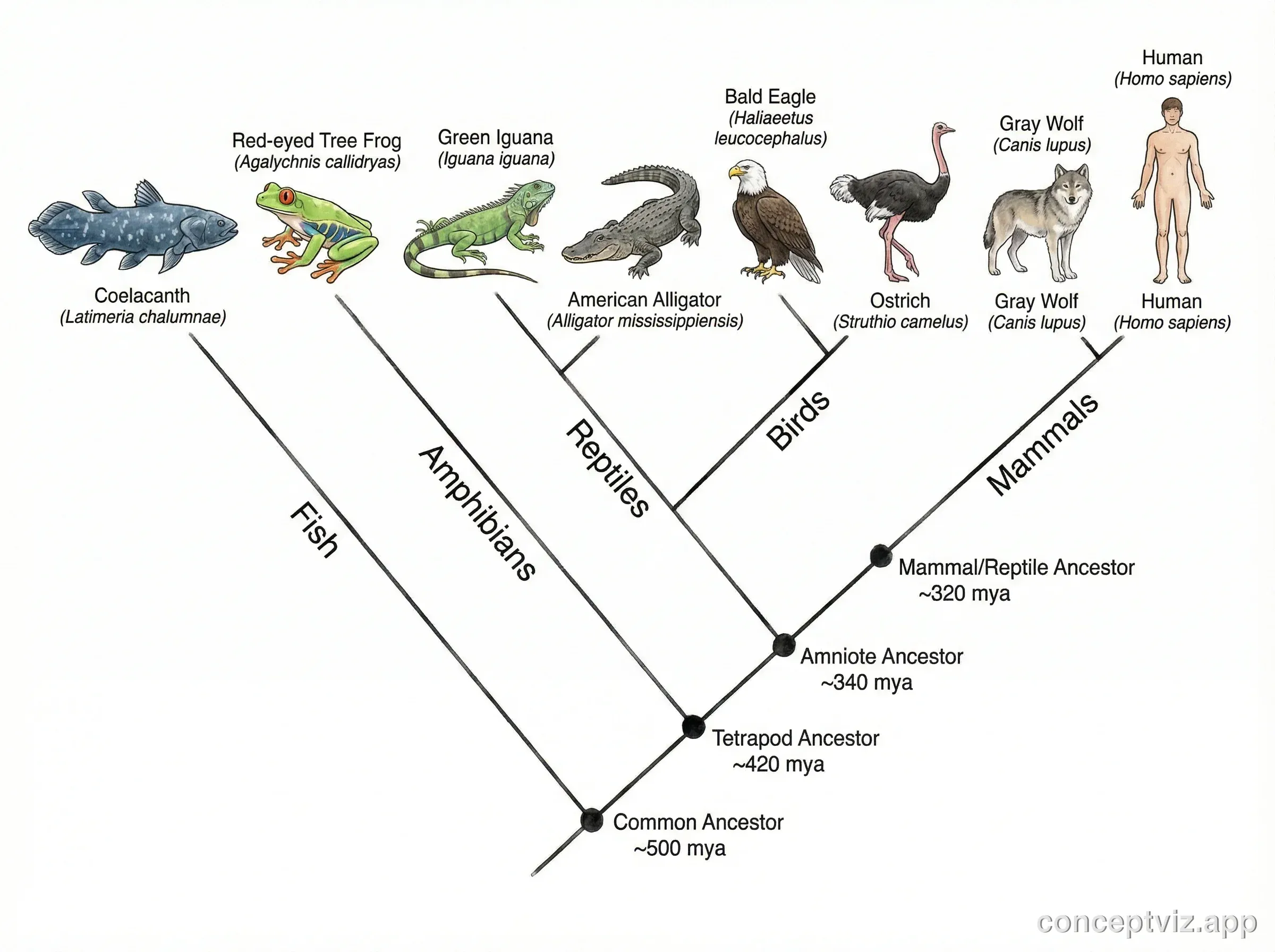 Phylogenetic tree diagram showing evolutionary relationships among vertebrate species with branching lineages.