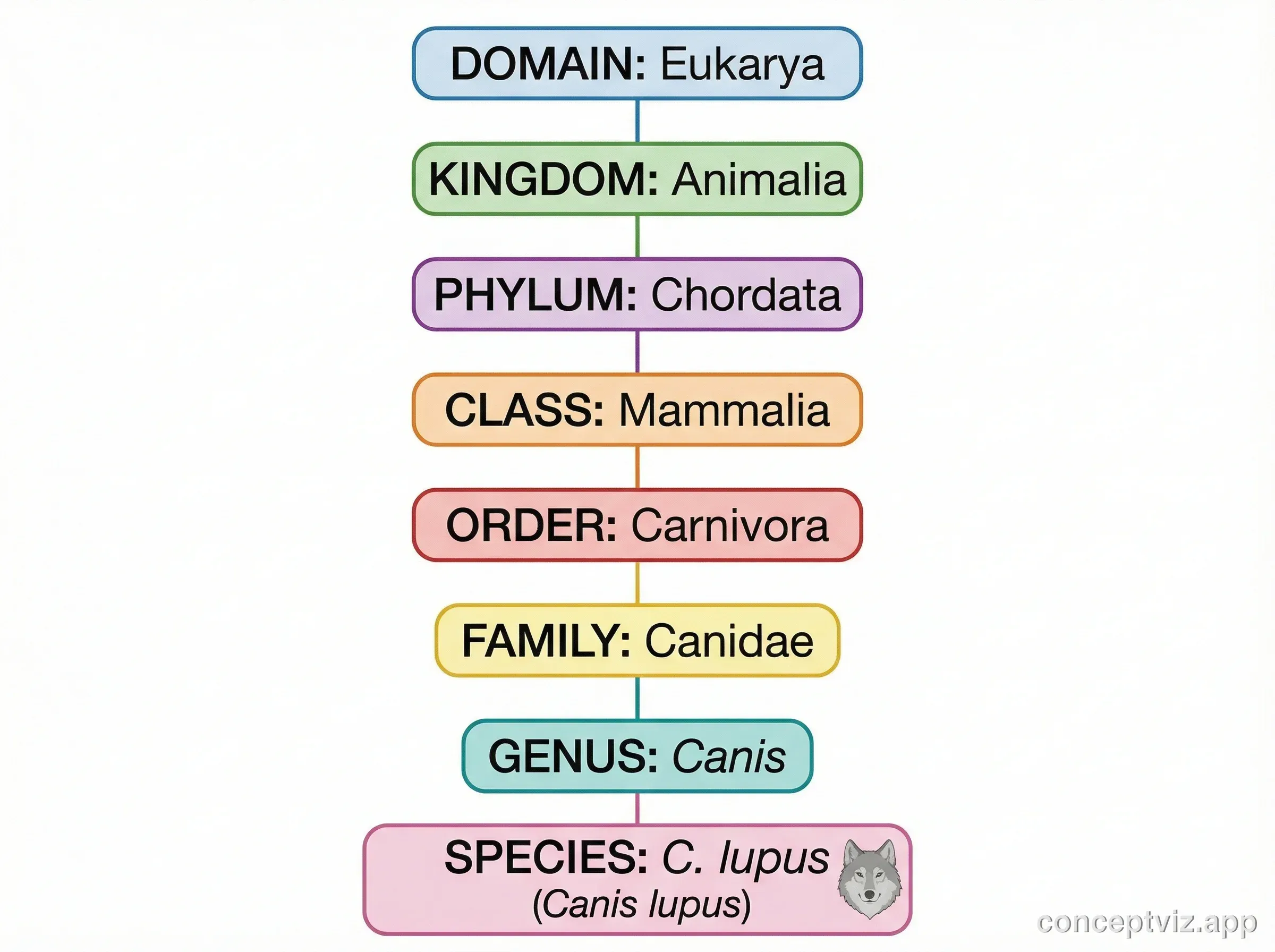 Hierarchical taxonomy tree showing biological classification from kingdom to species level.
