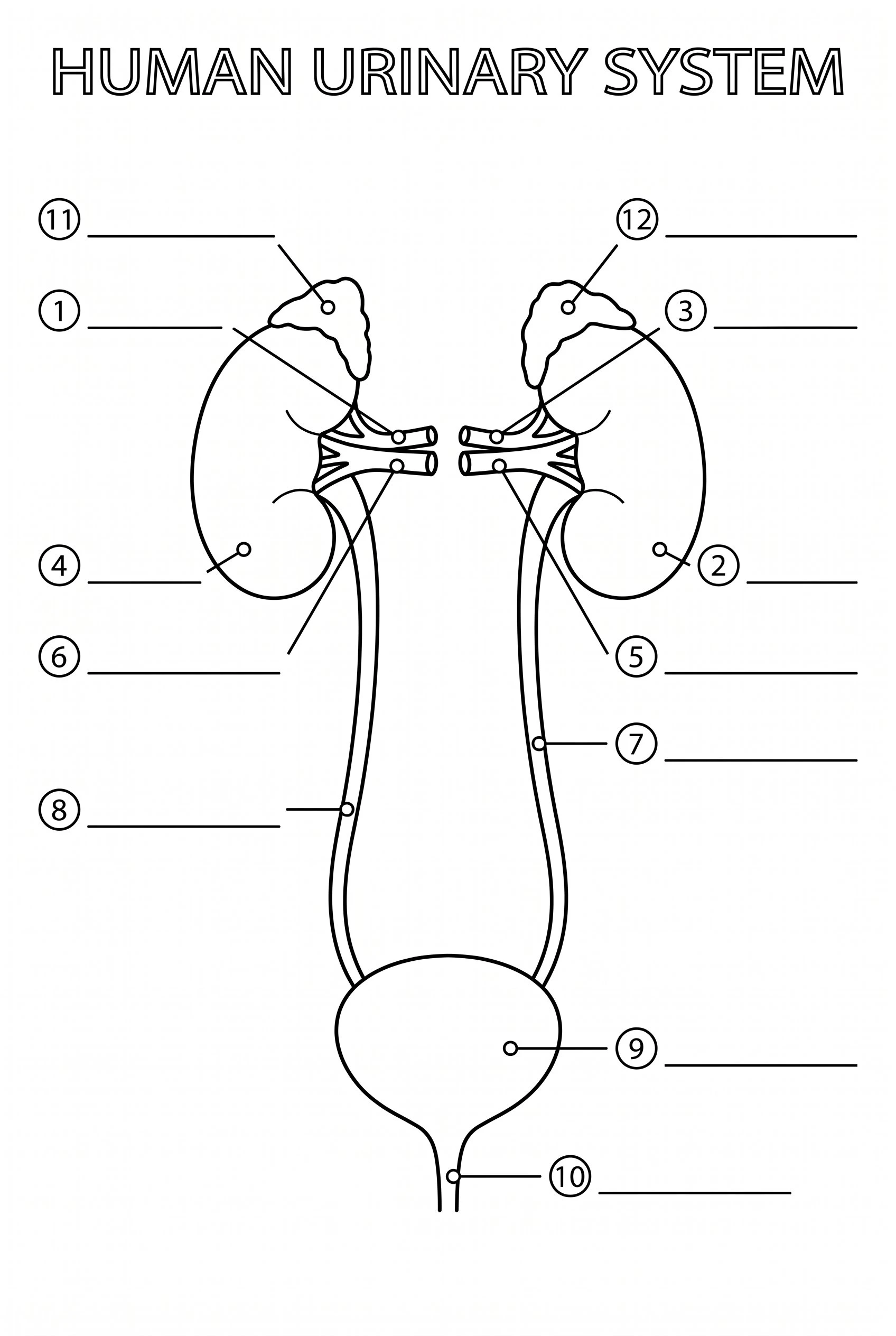 Unlabeled urinary system diagram with numbered blank lines for a student worksheet or quiz, black and white line art for printing