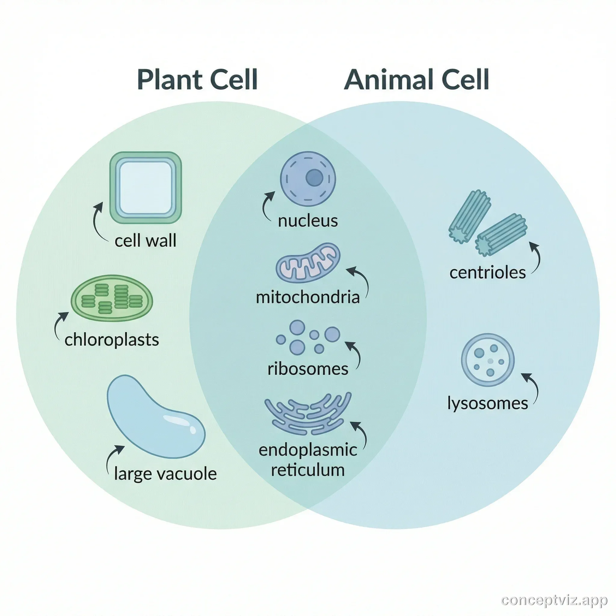 Two-circle Venn diagram comparing plant cell and animal cell structures with shared organelles in the overlap.