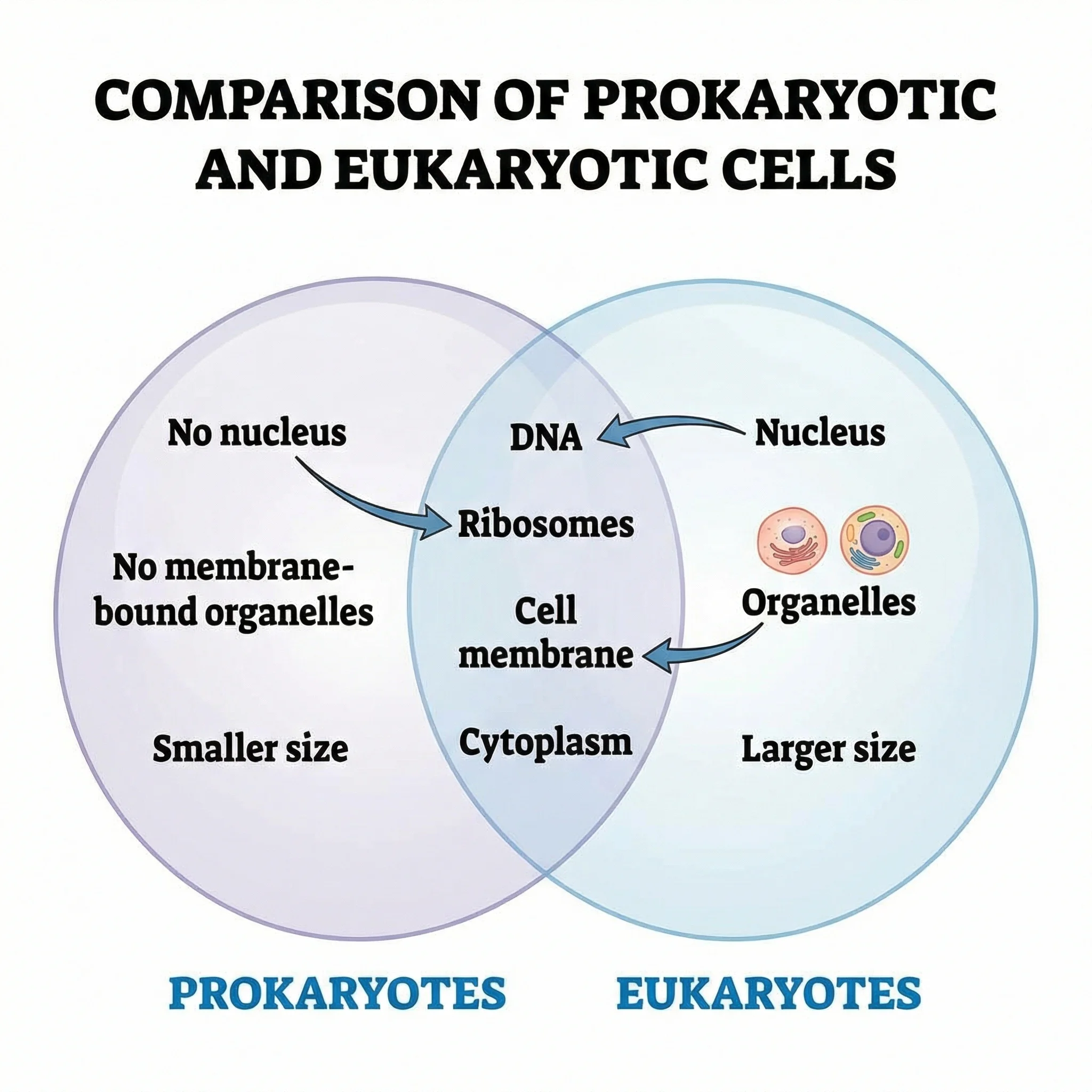 Venn diagram comparing prokaryotic and eukaryotic organisms with shared cellular features in the center.