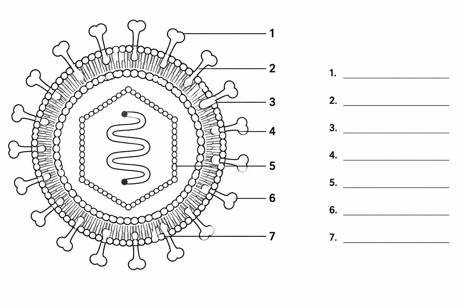Blank unlabeled virus diagram worksheet with leader lines and empty blanks for students to label each viral structure