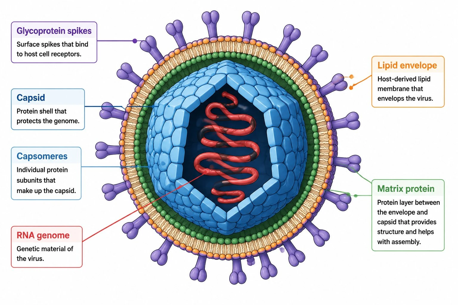Labeled cross-section diagram of a generic enveloped virus showing the capsid, capsomeres, RNA genome, lipid envelope, glycoprotein spikes, and matrix protein